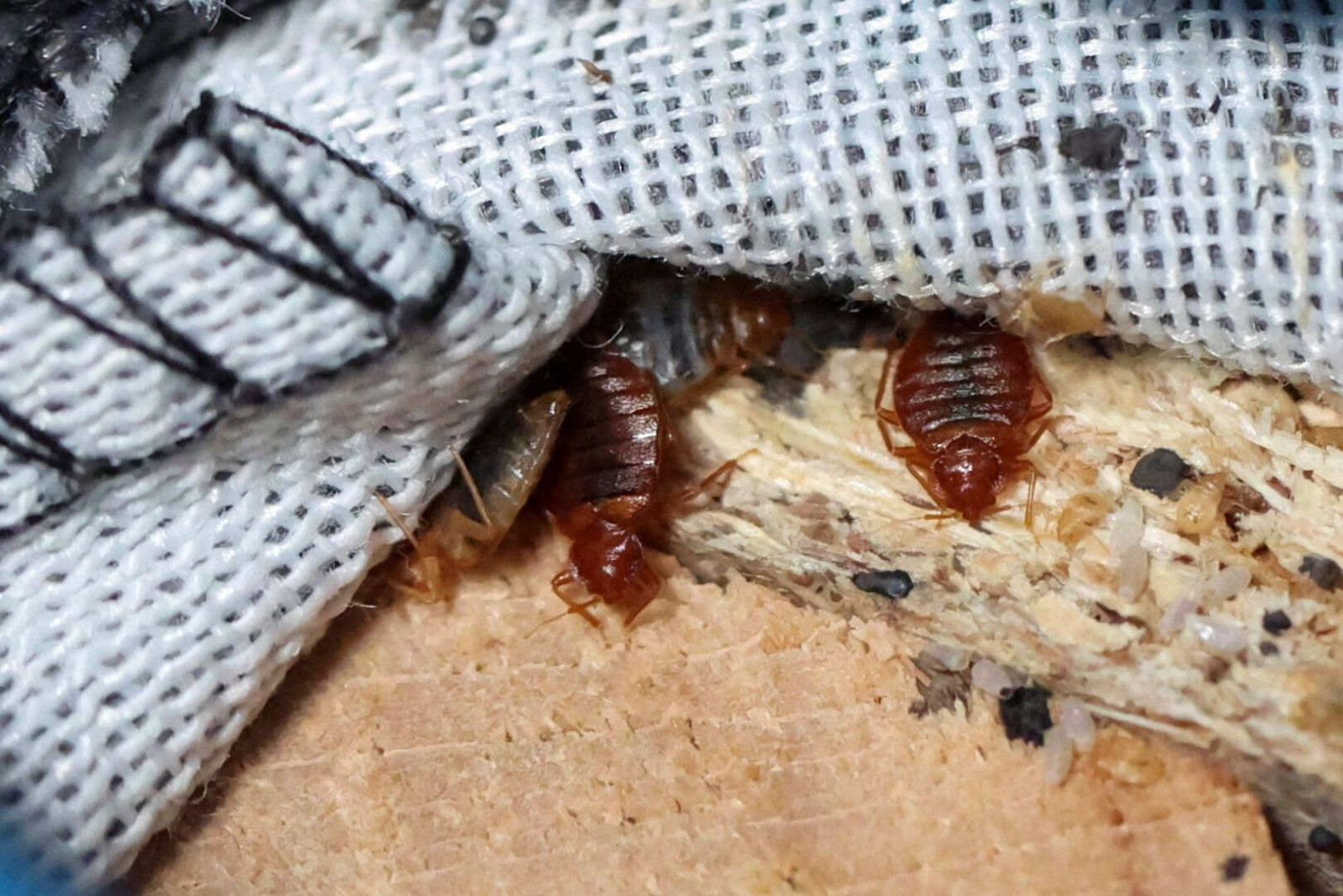 Bettwanzen in einem Polstermöbelstück.