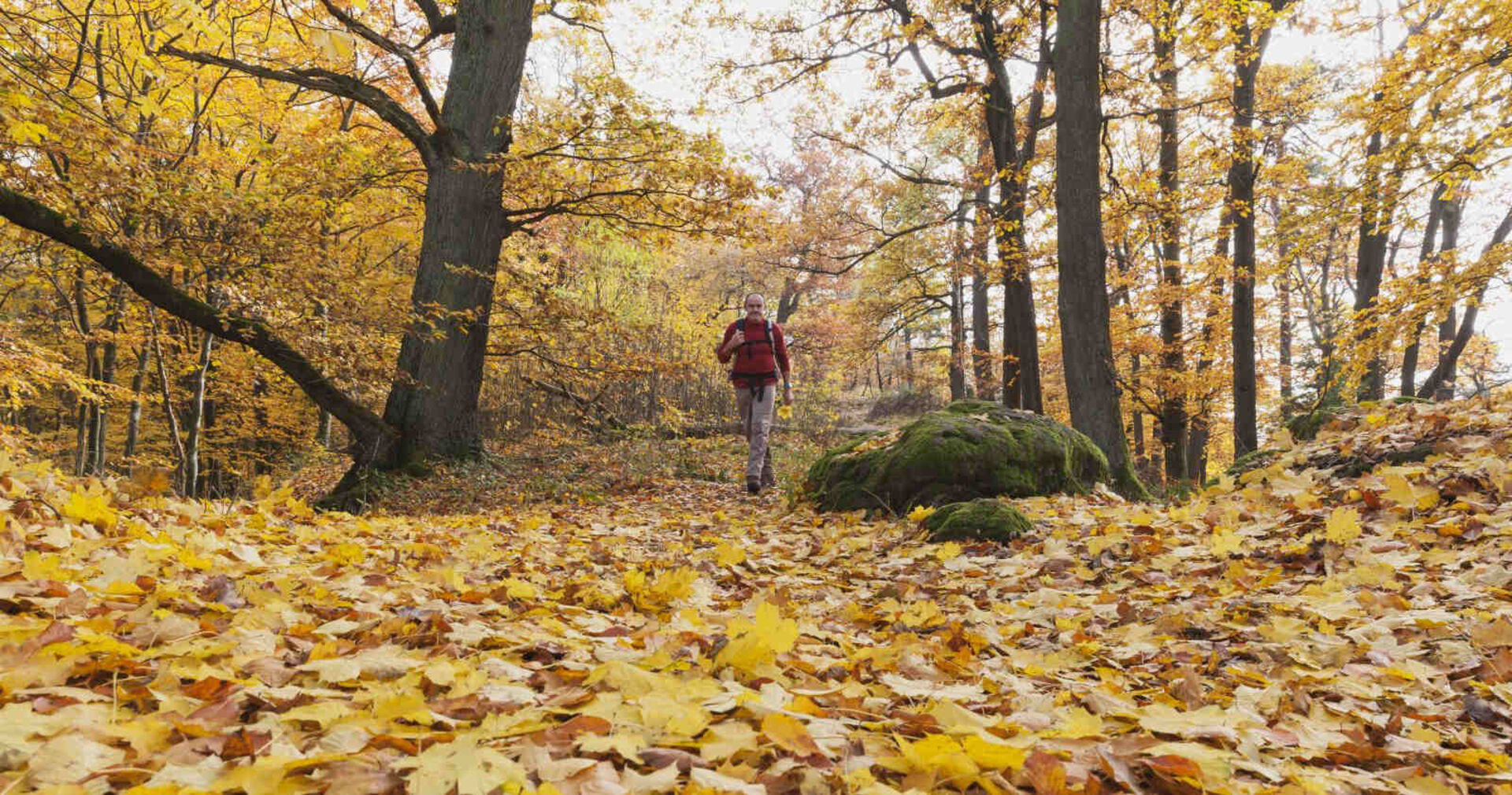 Ein Mann geht in einem Wald zwischen Laub spazieren.