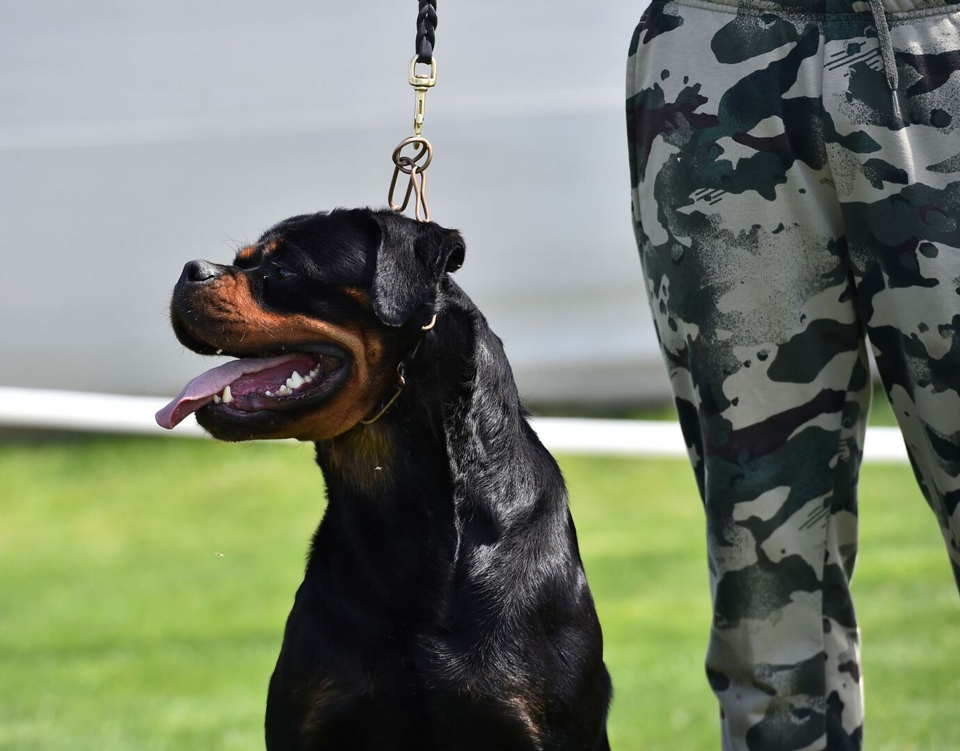 Ein Rottweiler mit einem Soldaten.