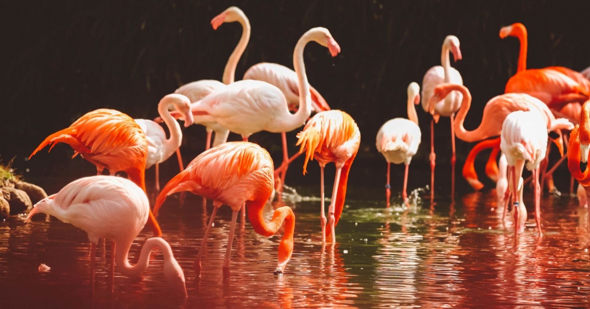 Rote Flamingos in seichtem Wasser