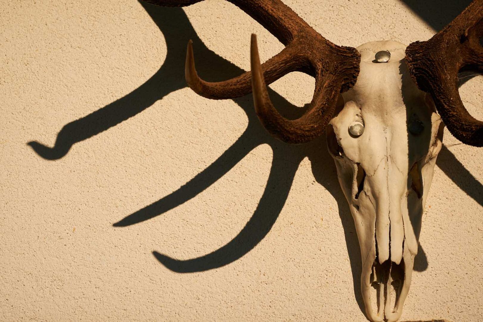 Ein an der Wand hängendes Hirschgeweih inklusive Schädel.