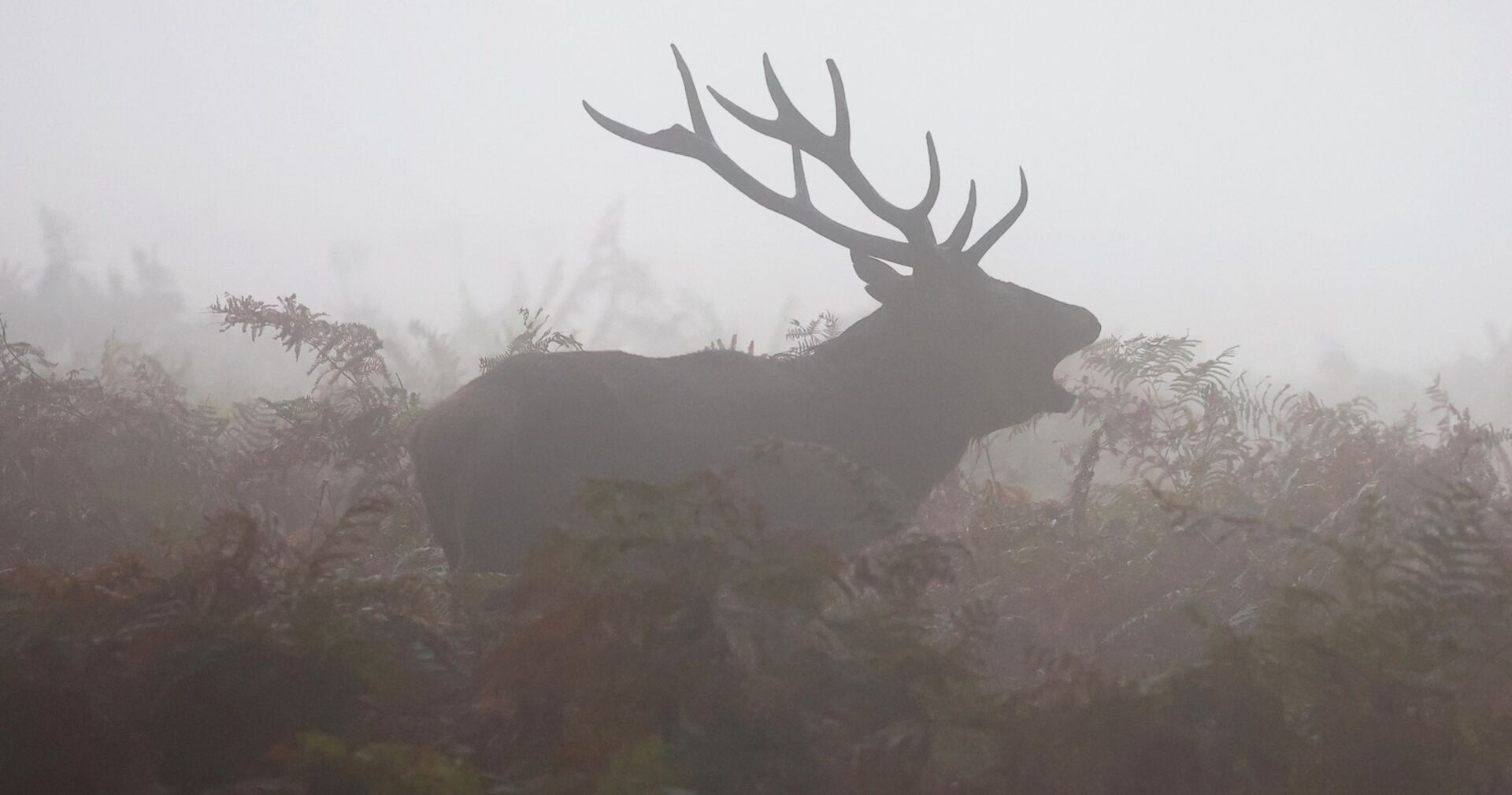 Ein Hirsch steht im nebligen Wald.