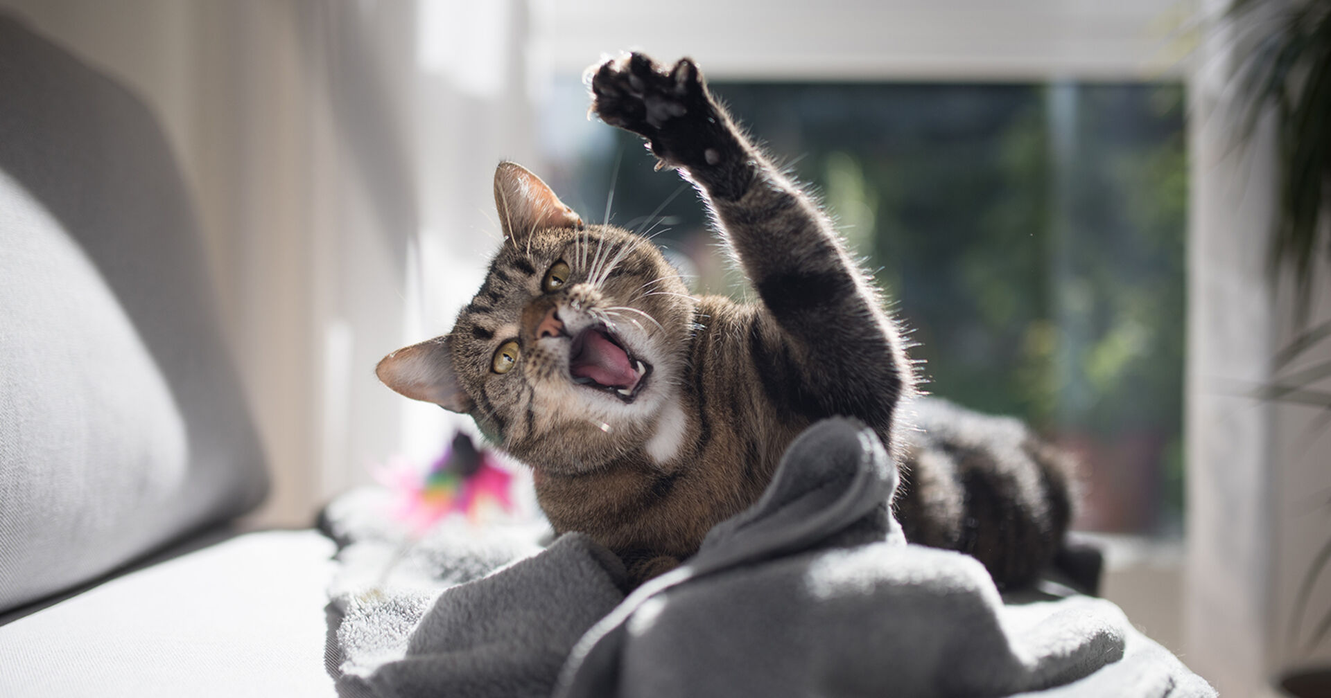 Katze faucht | Credit: iStock.com/Nils Jacobi