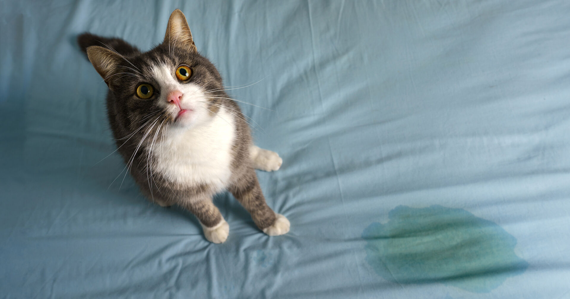 Katze hat auf das Bett gemacht | Credit: iStock.com/Daria Kulkova
