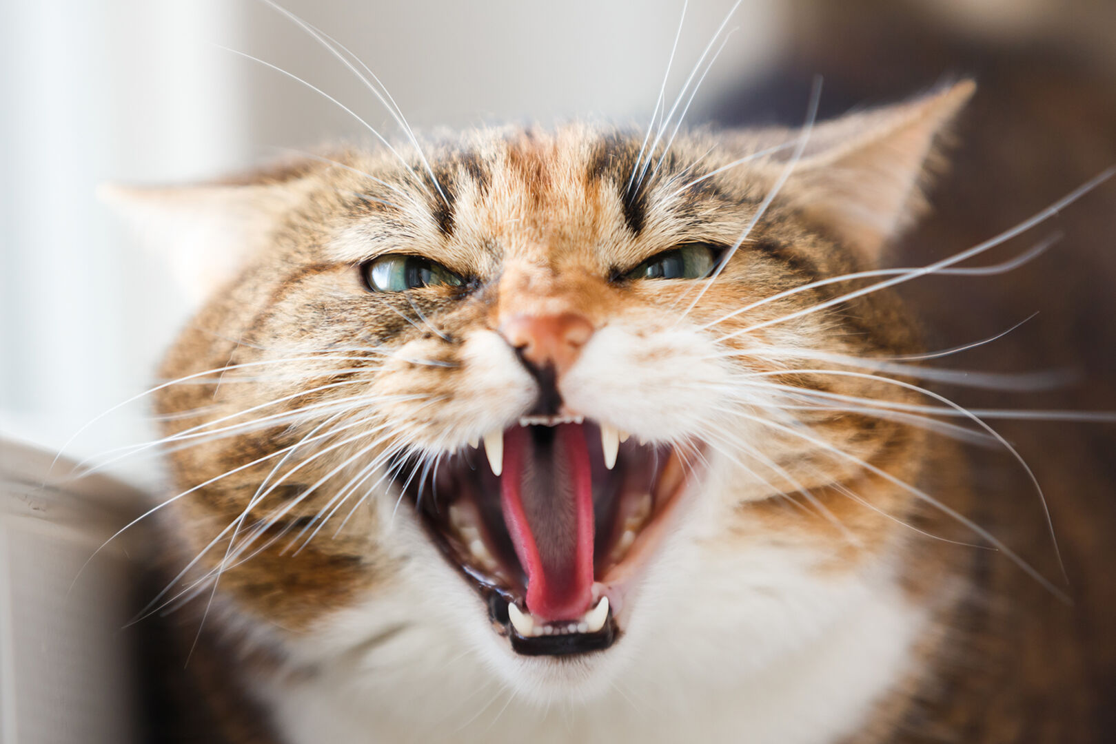 Katze ist wütend | Credit: iStock.com/castenoid