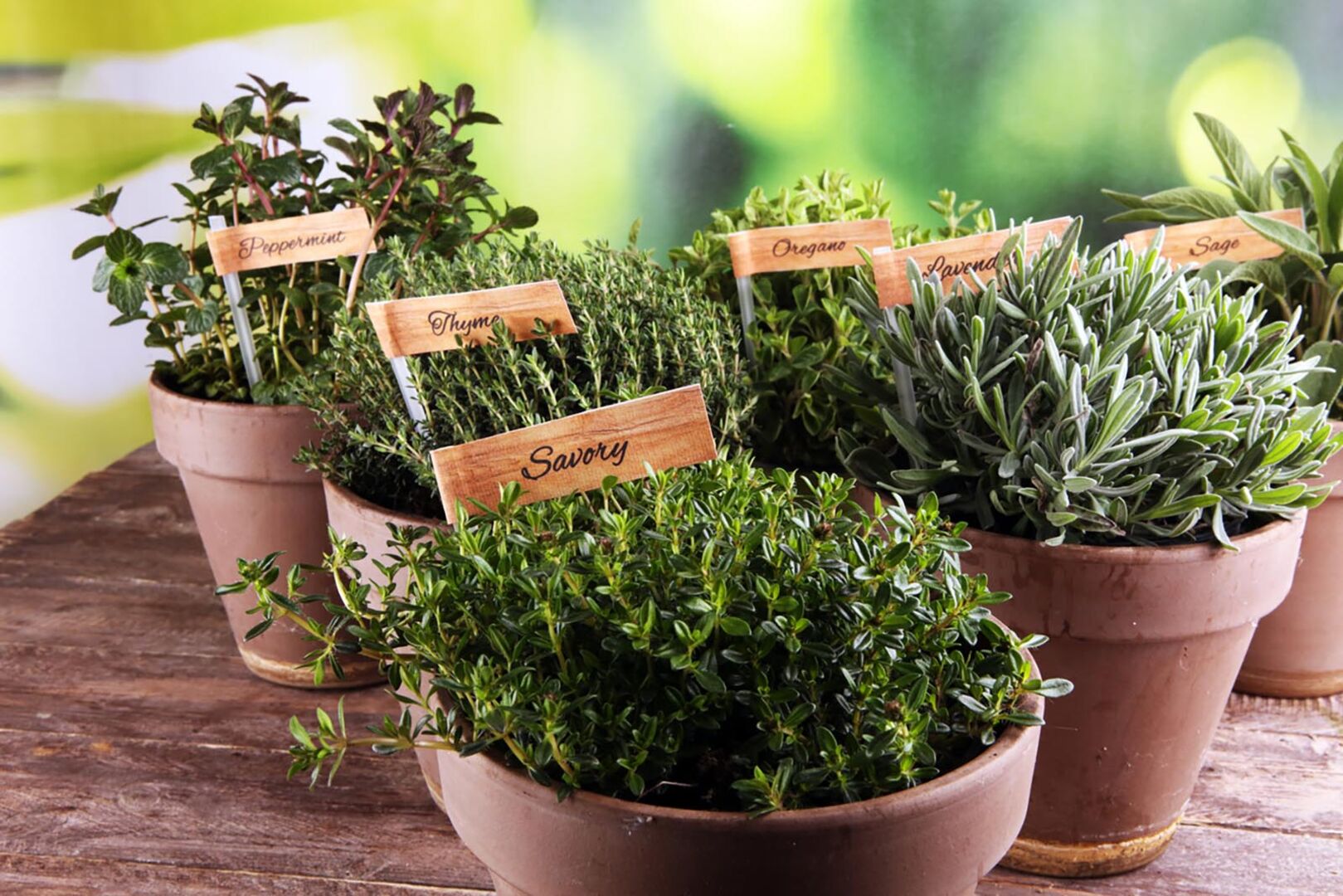 Mediterrane Kräuter | Credit: iStock.com/beats3