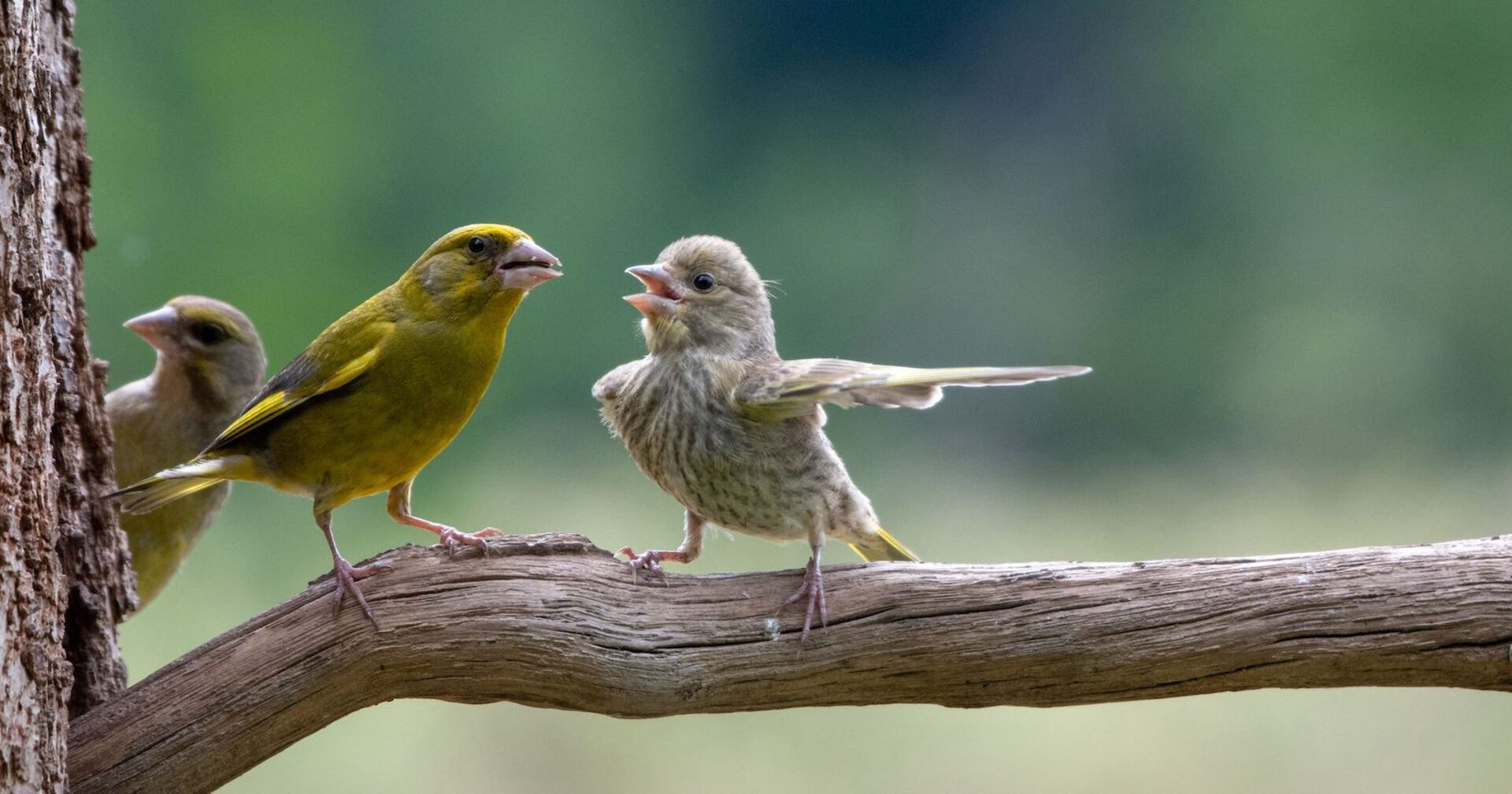 Zwei Vögel scheinen sich zu unterhalten.