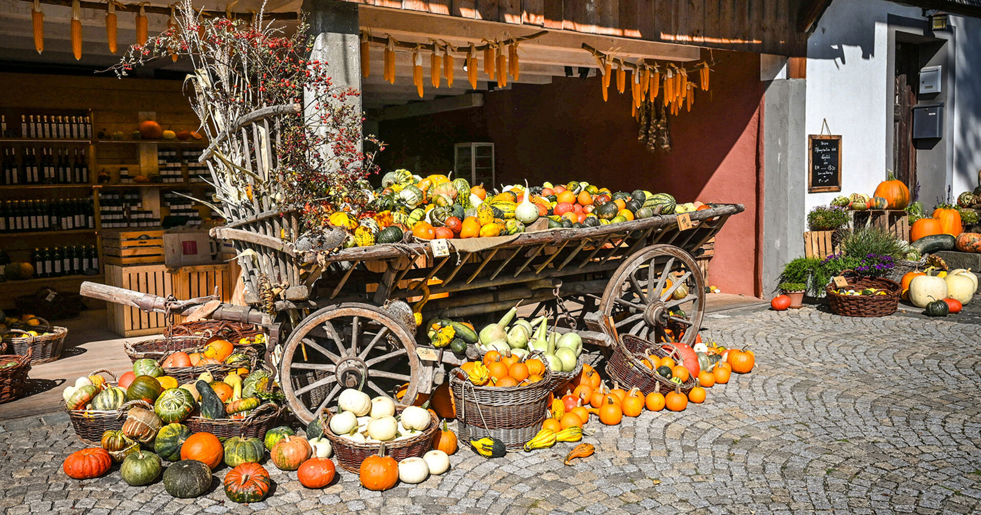 Winderhof: Hunderte Kürbisse künden vom Dornbirner Herbst.