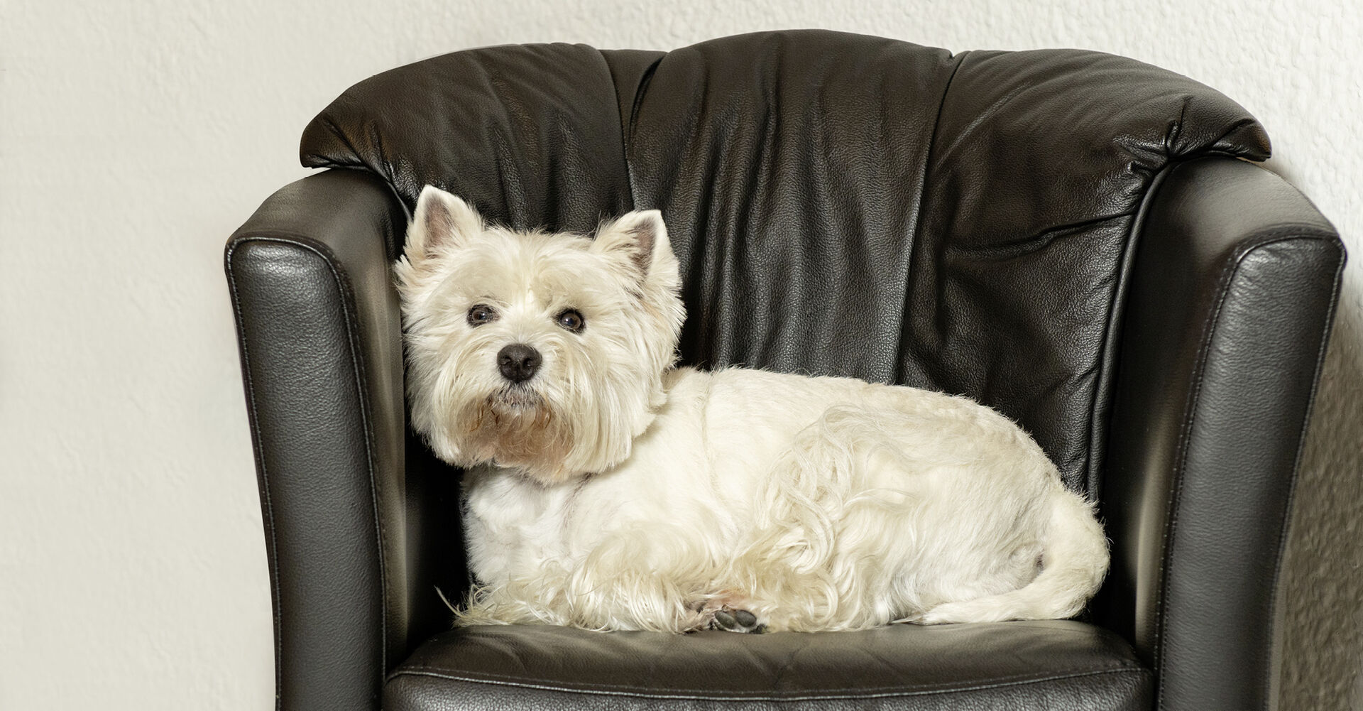 West Highland White Terrier