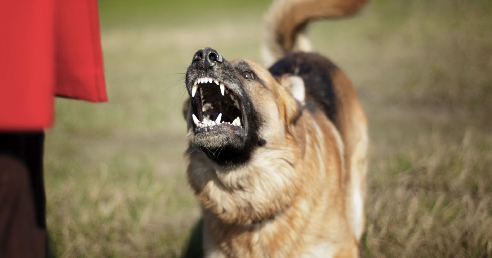 Ein aggressiver Schäferhund.
