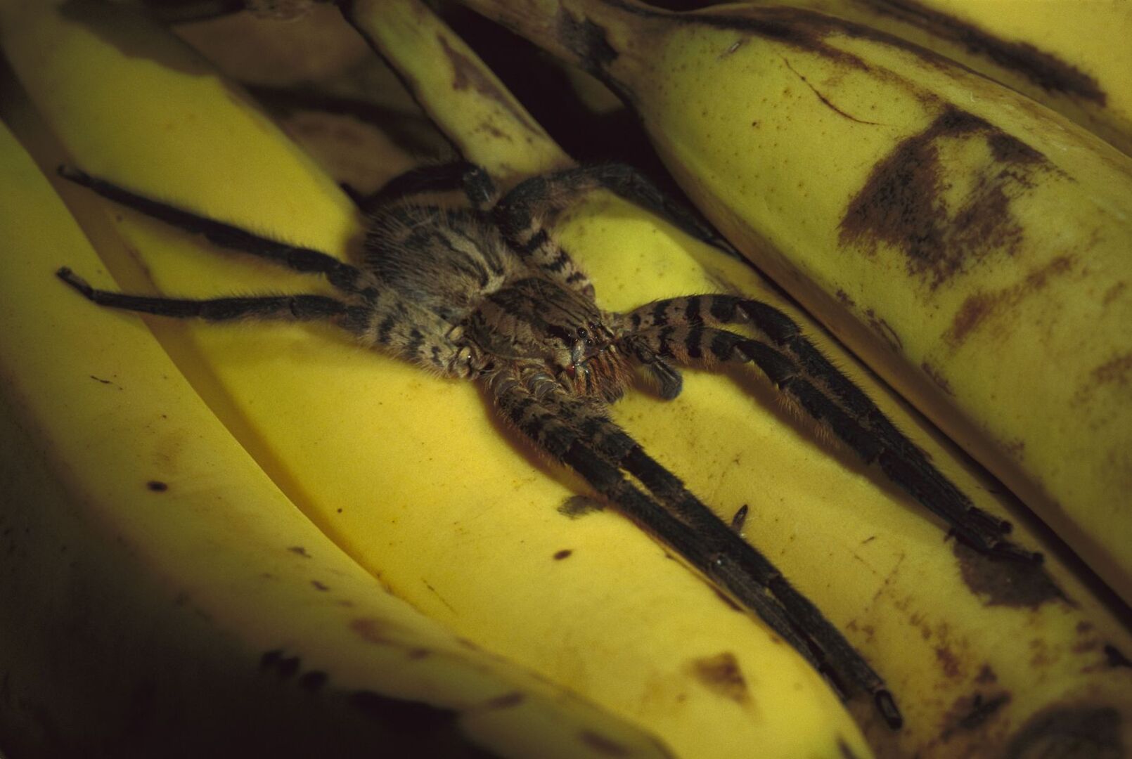 Eine Brasilianische Wanderspinne zwischen Bananen.