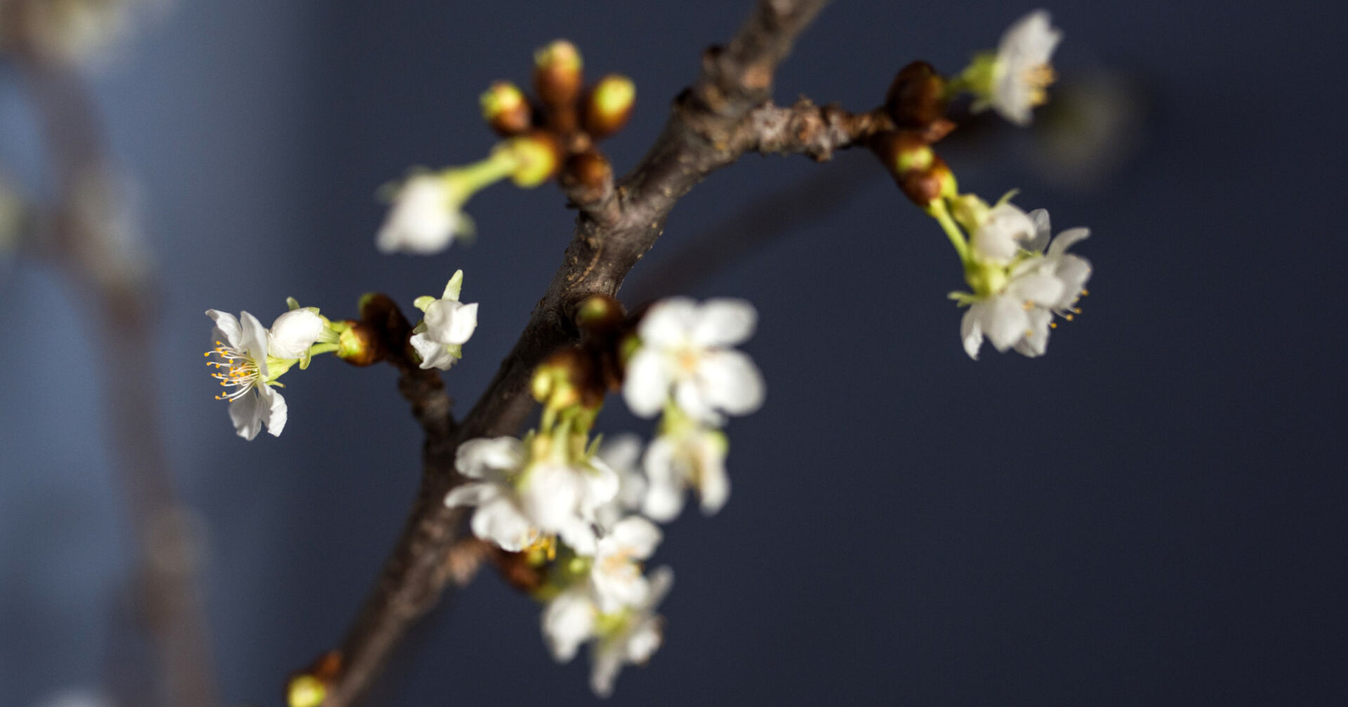 Blühender Kirschzweig