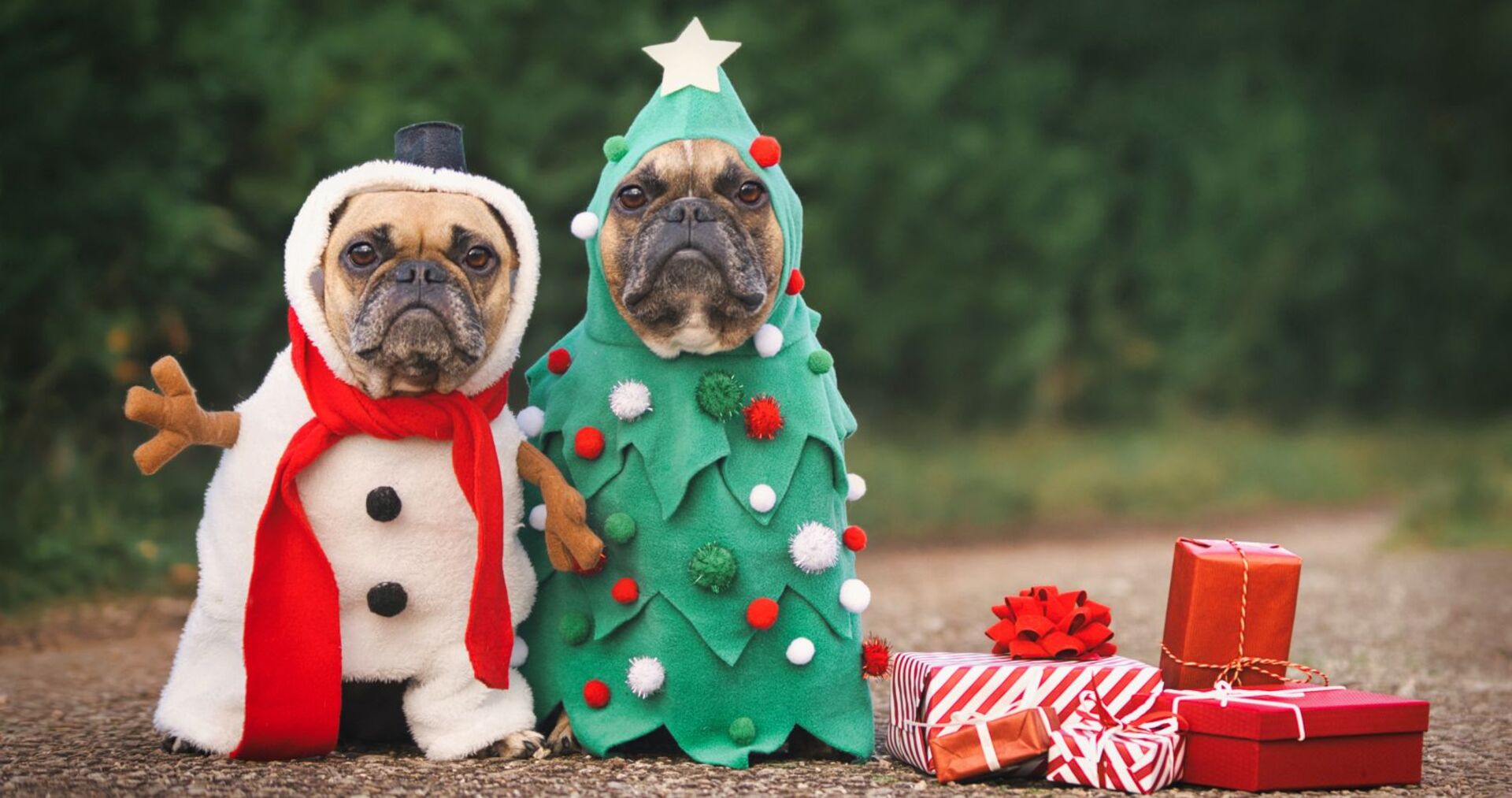 Zwei Möpse in Weihnachtsverkleidung.