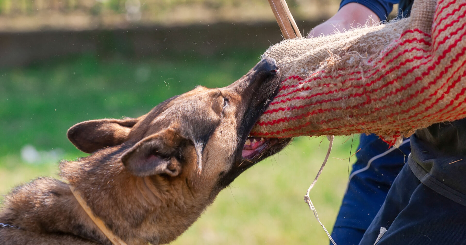 Ein Hund beißt in einen mit Jutte geschützten Arm.