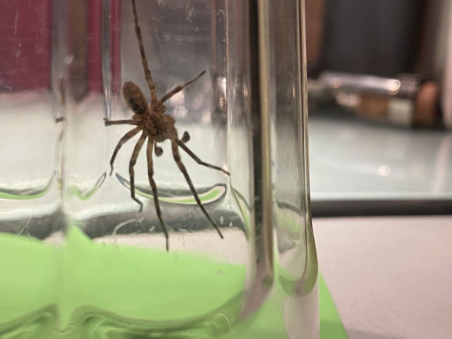 Eine große Spinne in einem Glas.
