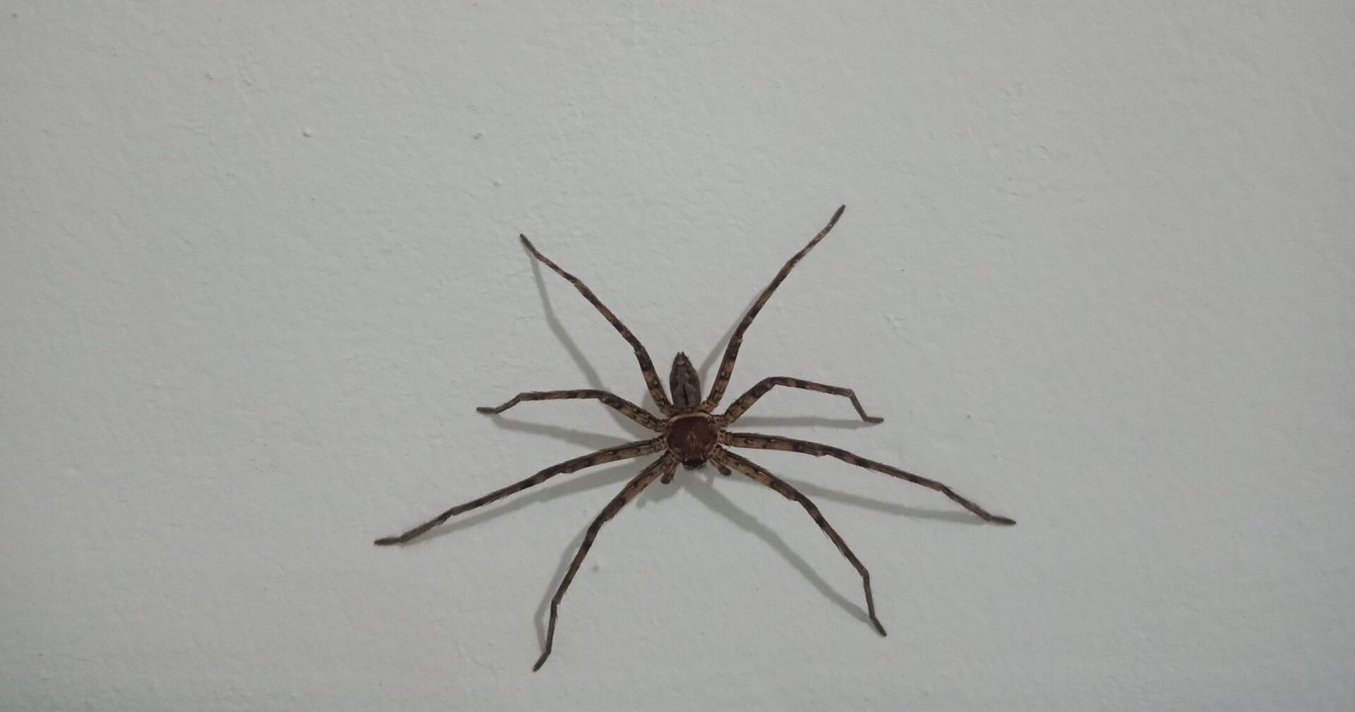 Eine Spinne auf einem weißen Boden.