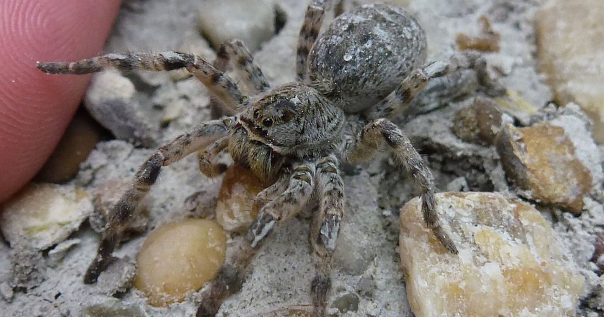 Eine Südrussische Tarantel.