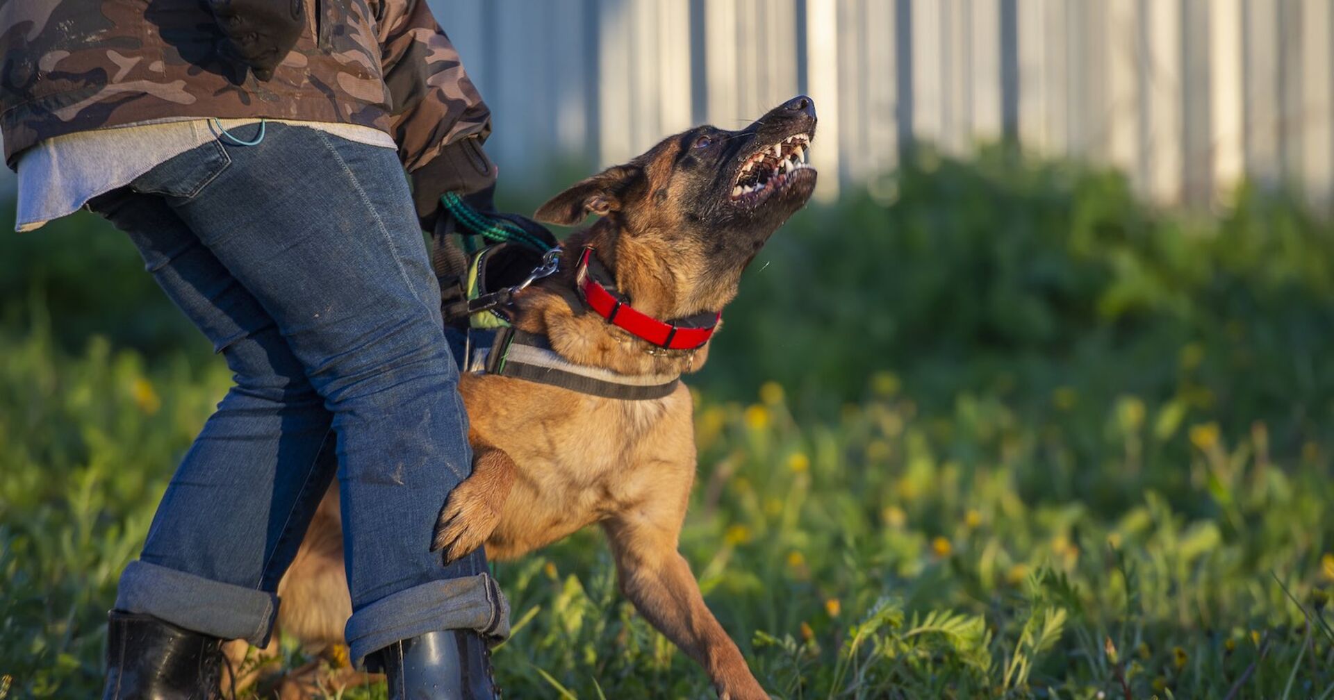 Ein gequälter Schäferhund beim Schutzhundetraining.
