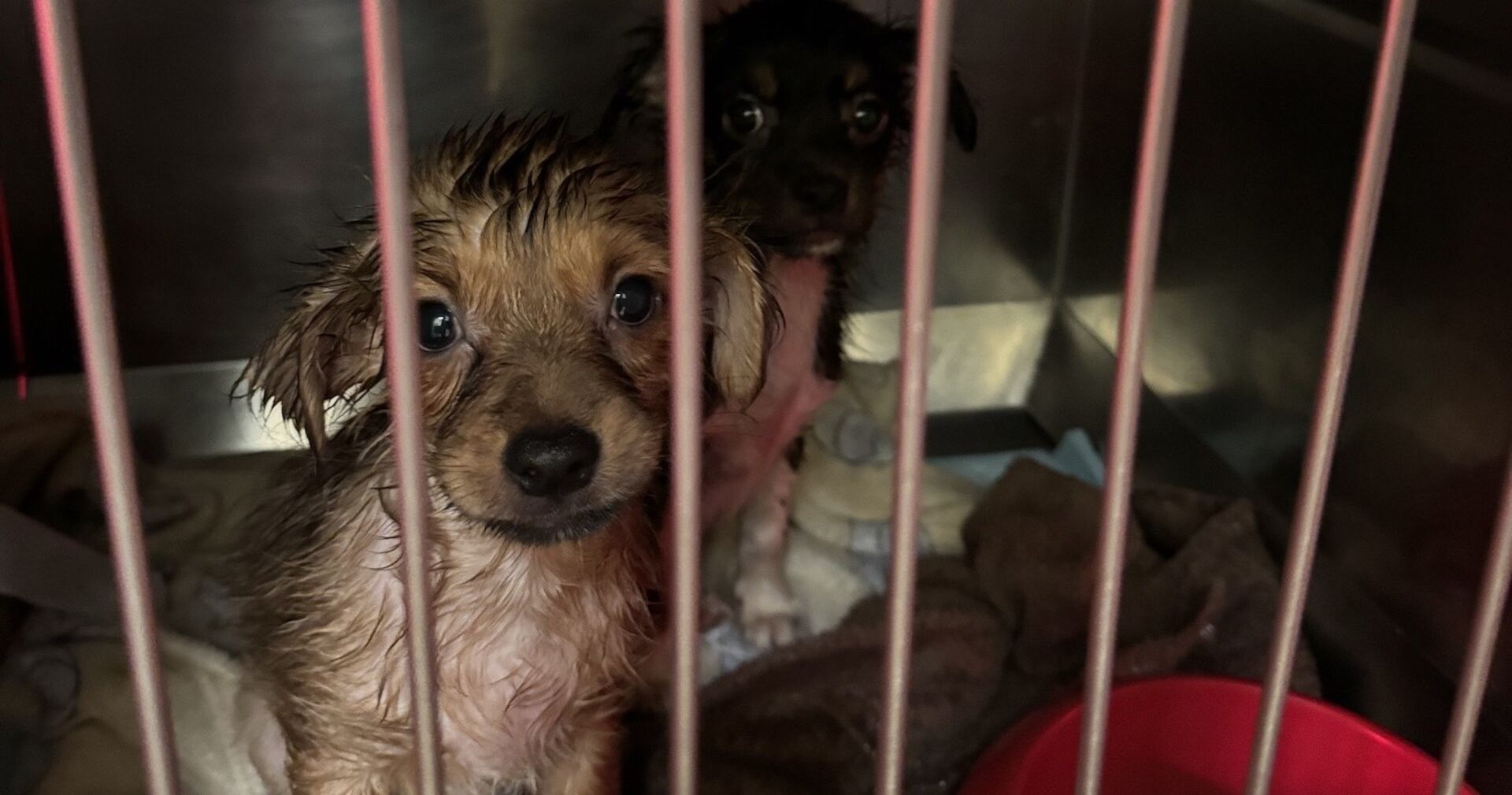 Zwei der ausgesetzten Welpen.