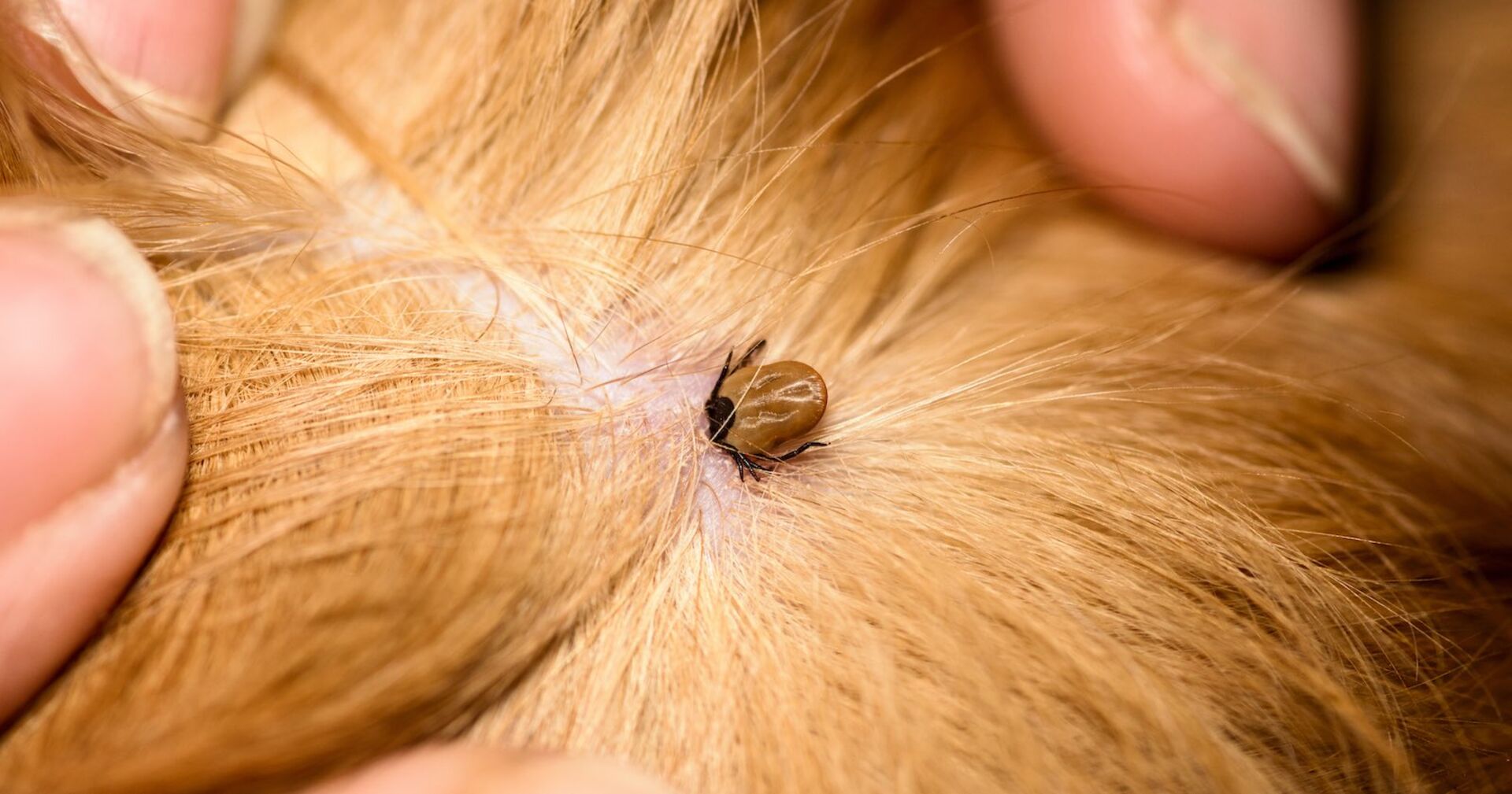 Eine Zecke im Fell eines Hundes.