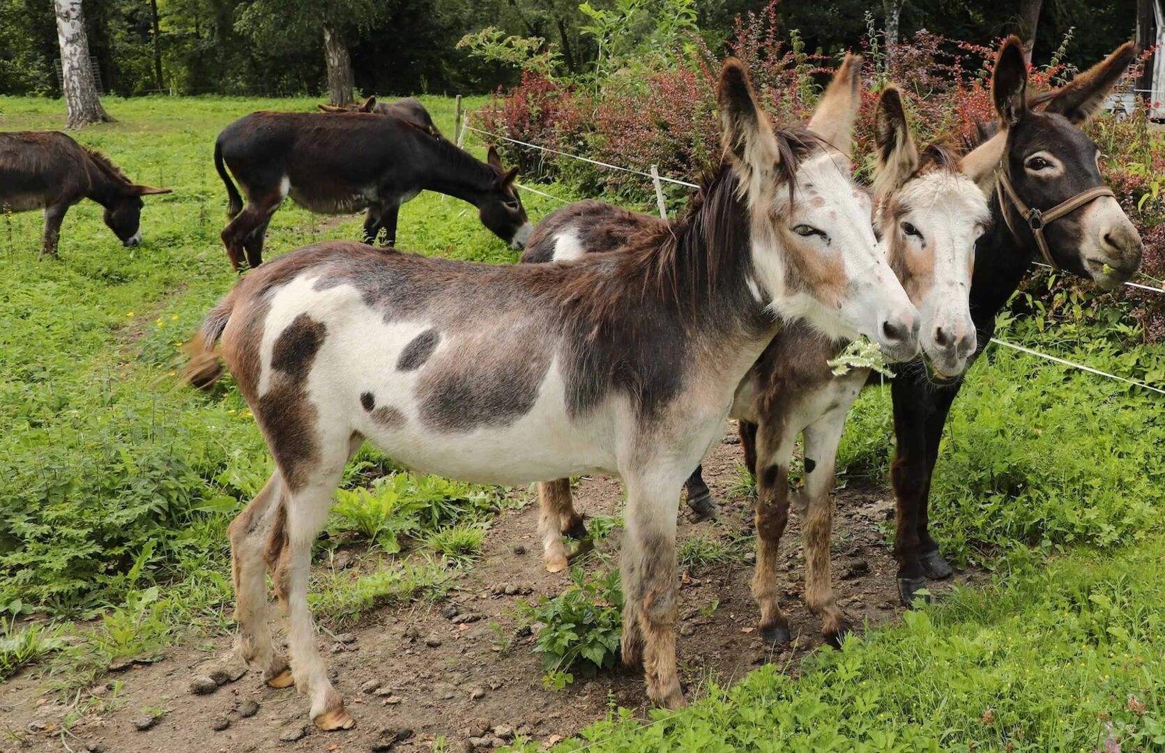 Zwei Esel im Vordergrund, weitere im Hintergrund