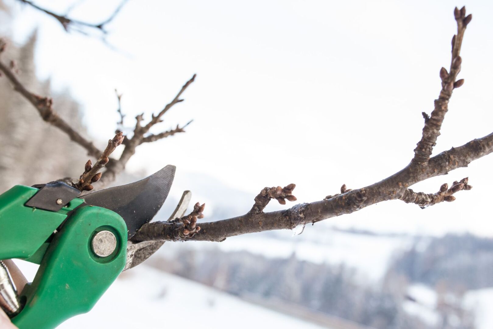 Obstbaumzweige werden mit Gartenschere geschnitten