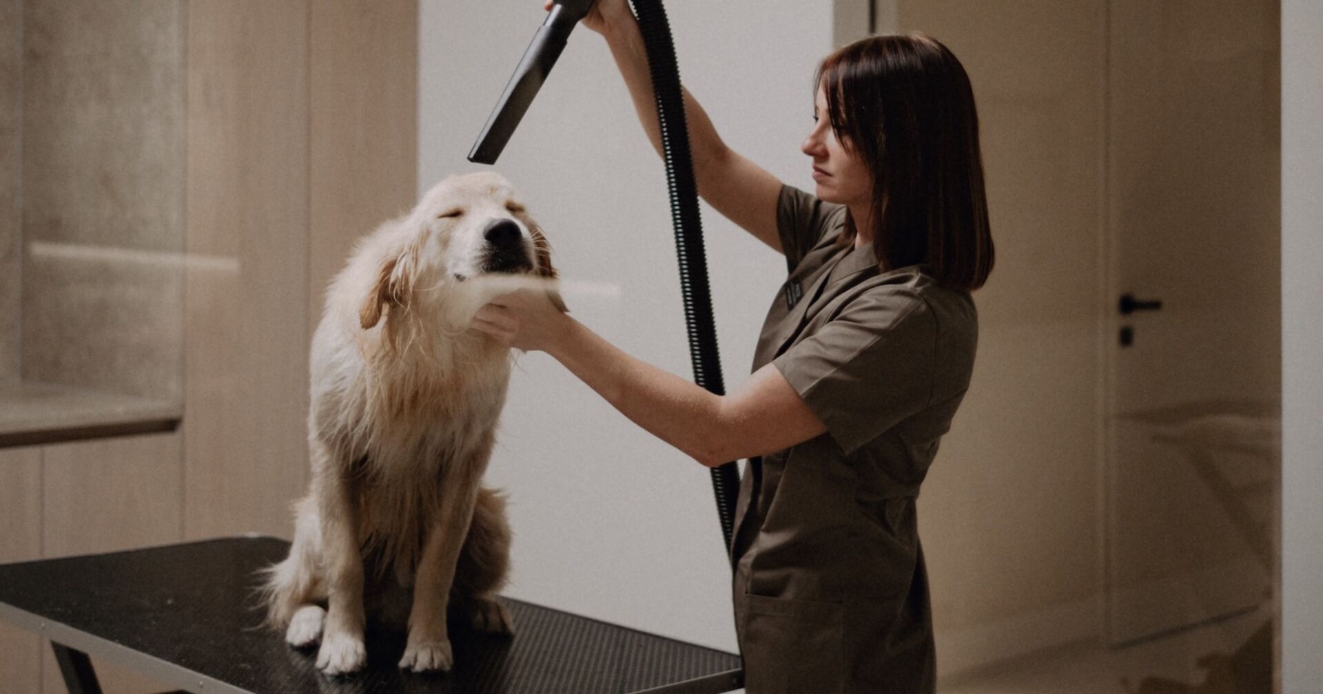 Ein Golden Retriever wird geföhnt.