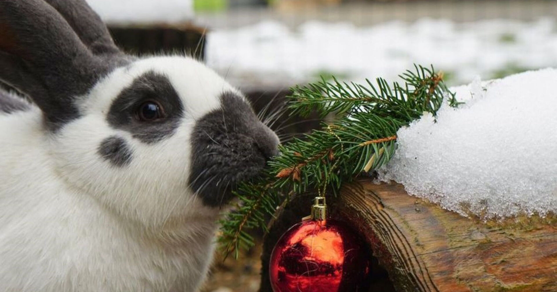 Hase wird gefüttert am Erlebnisbauernhof Grödig