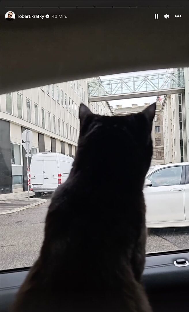 Die schwarze Katze von Robert Kratky schaut aus dem Fenster.