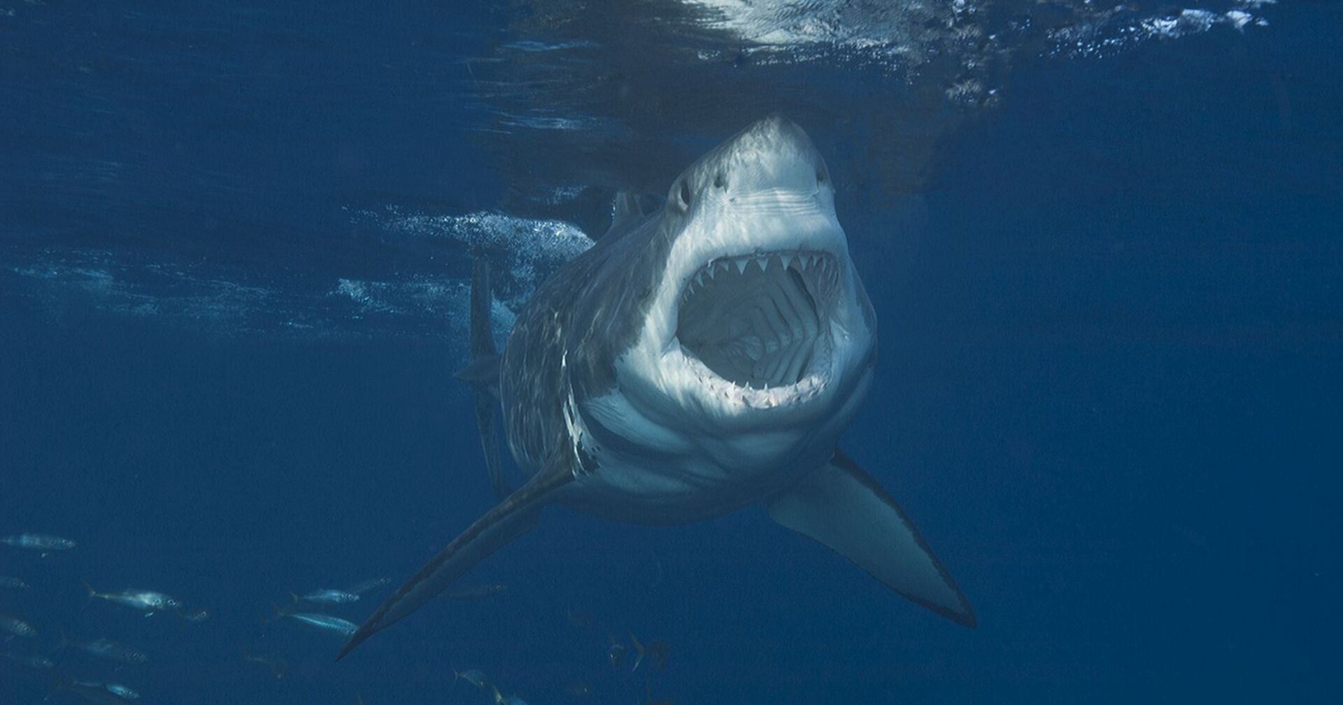 Ein Hai mit geöffnetem Mail im Meer.