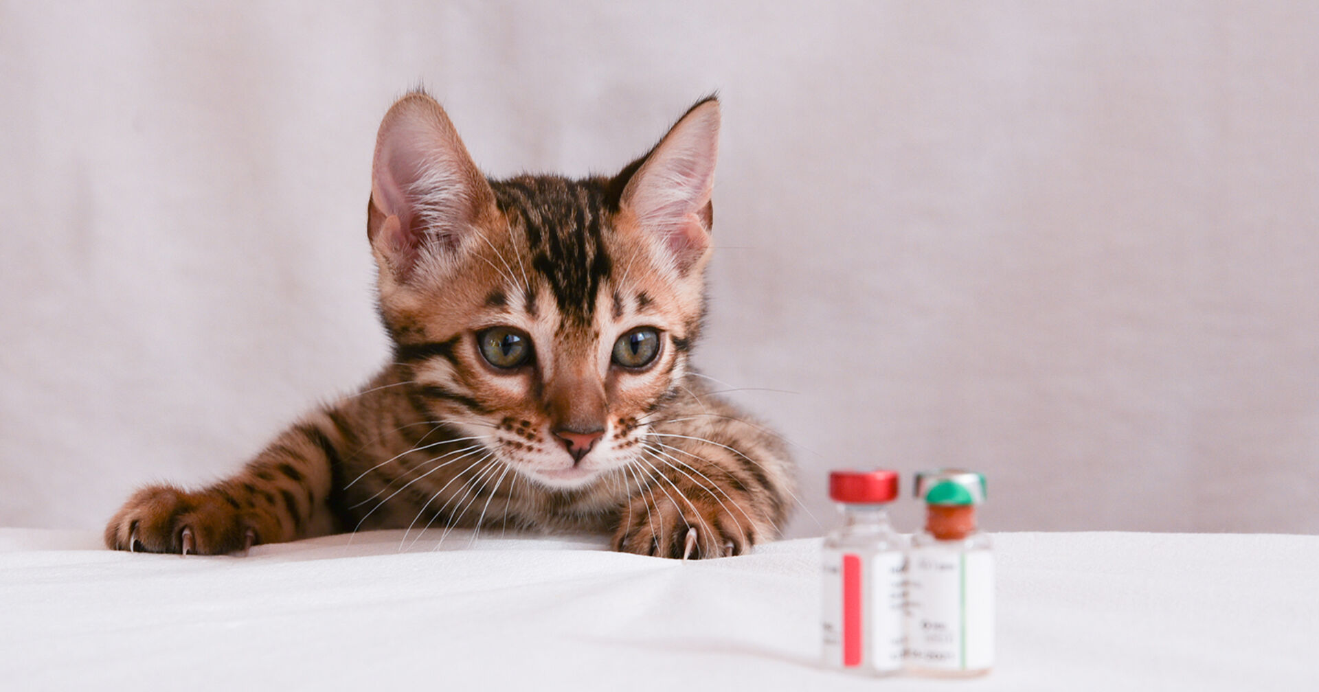 Katze bekomme Impfung | Credit: iStock.com/Dina Damotseva