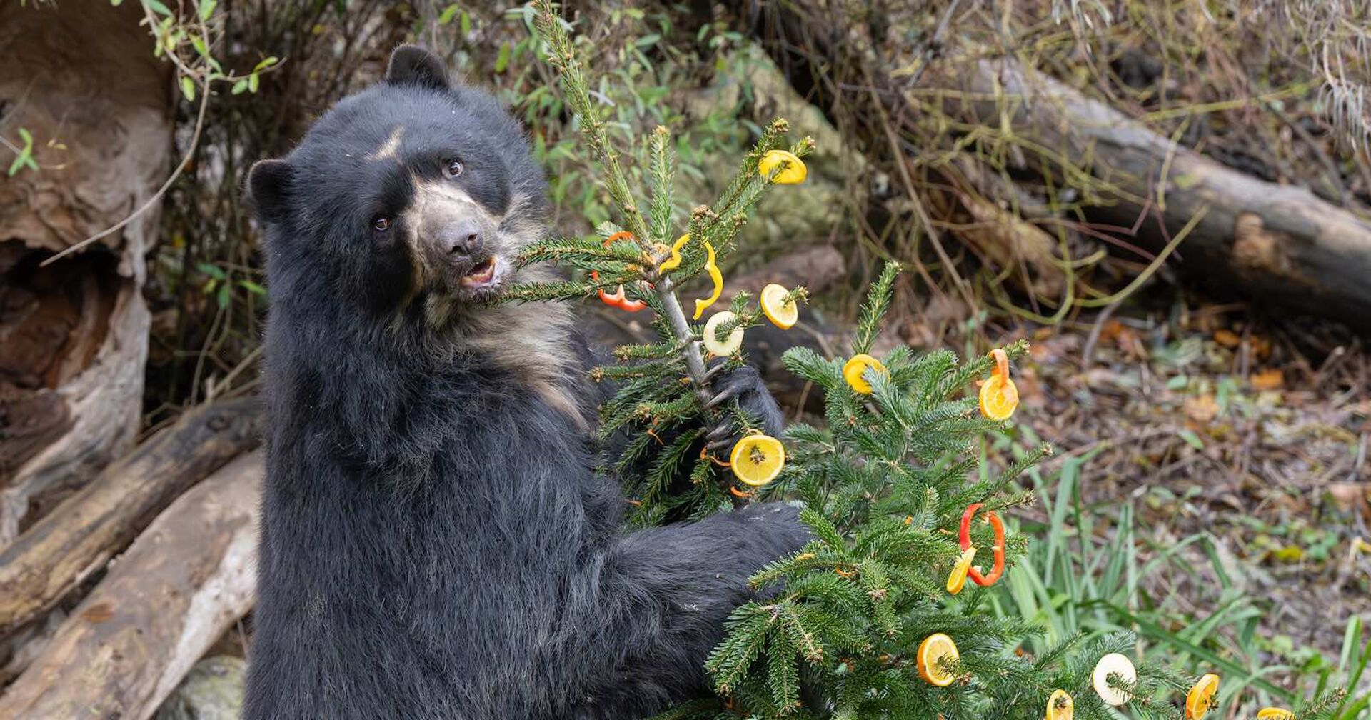 Ein Brillenbär frisst die Leckerein vom Weihnachtsbaum.