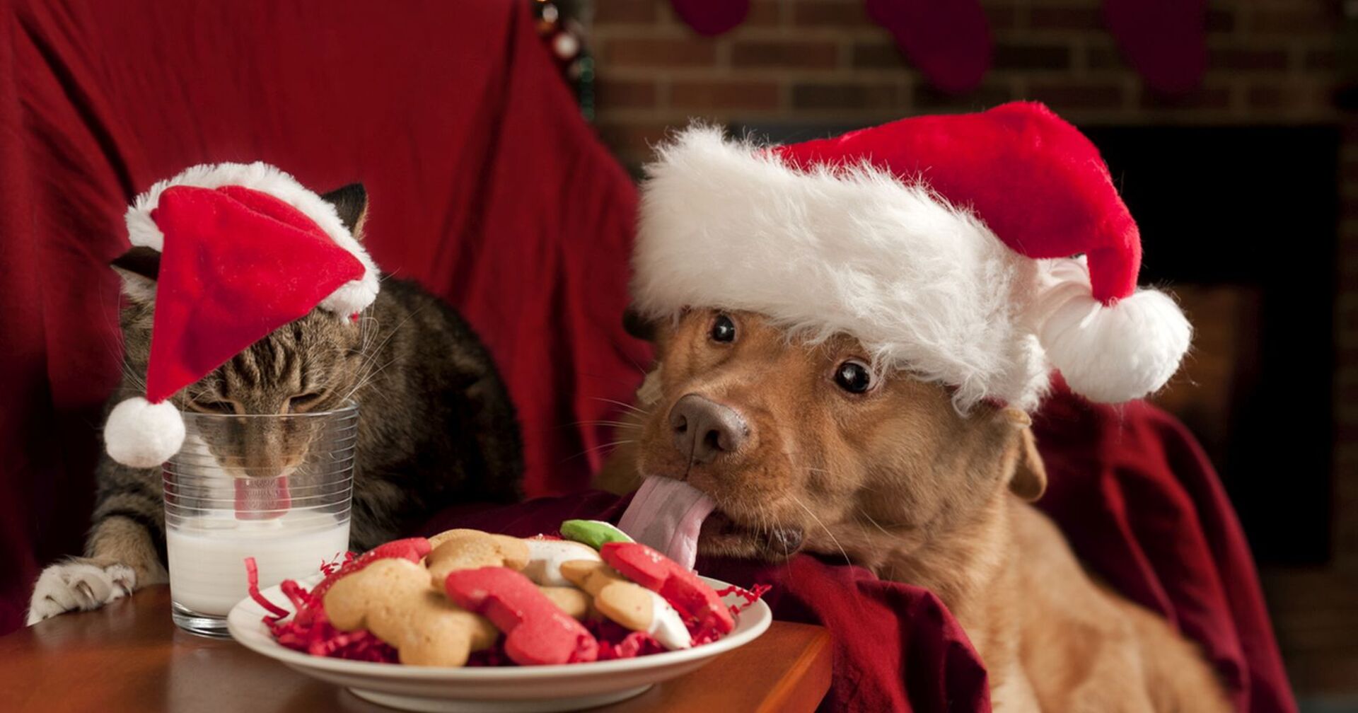 Hund und Katze bekommen Leckerbissen an Weihnachten.