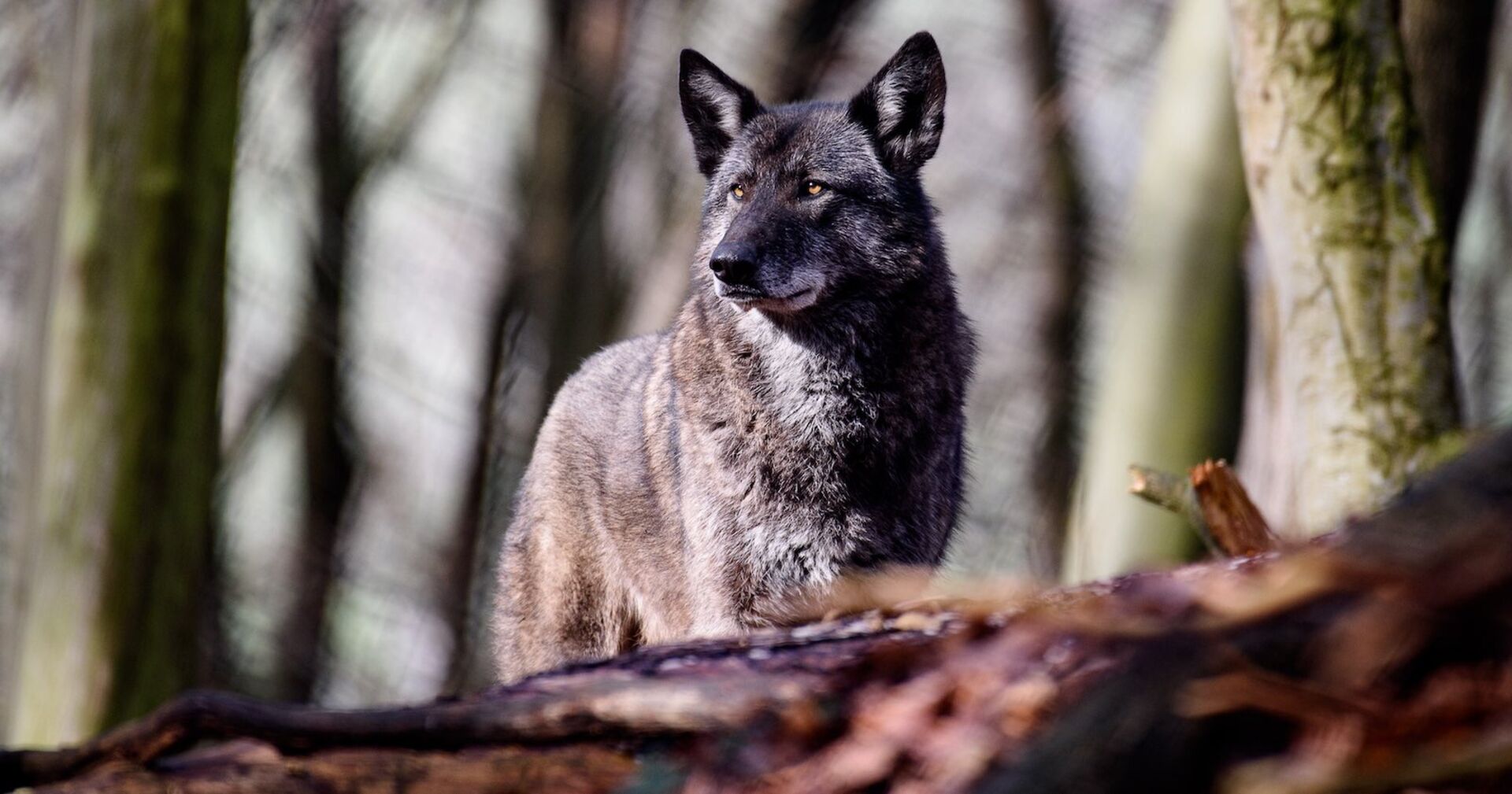 Ein Wolfshybrid im Wald.
