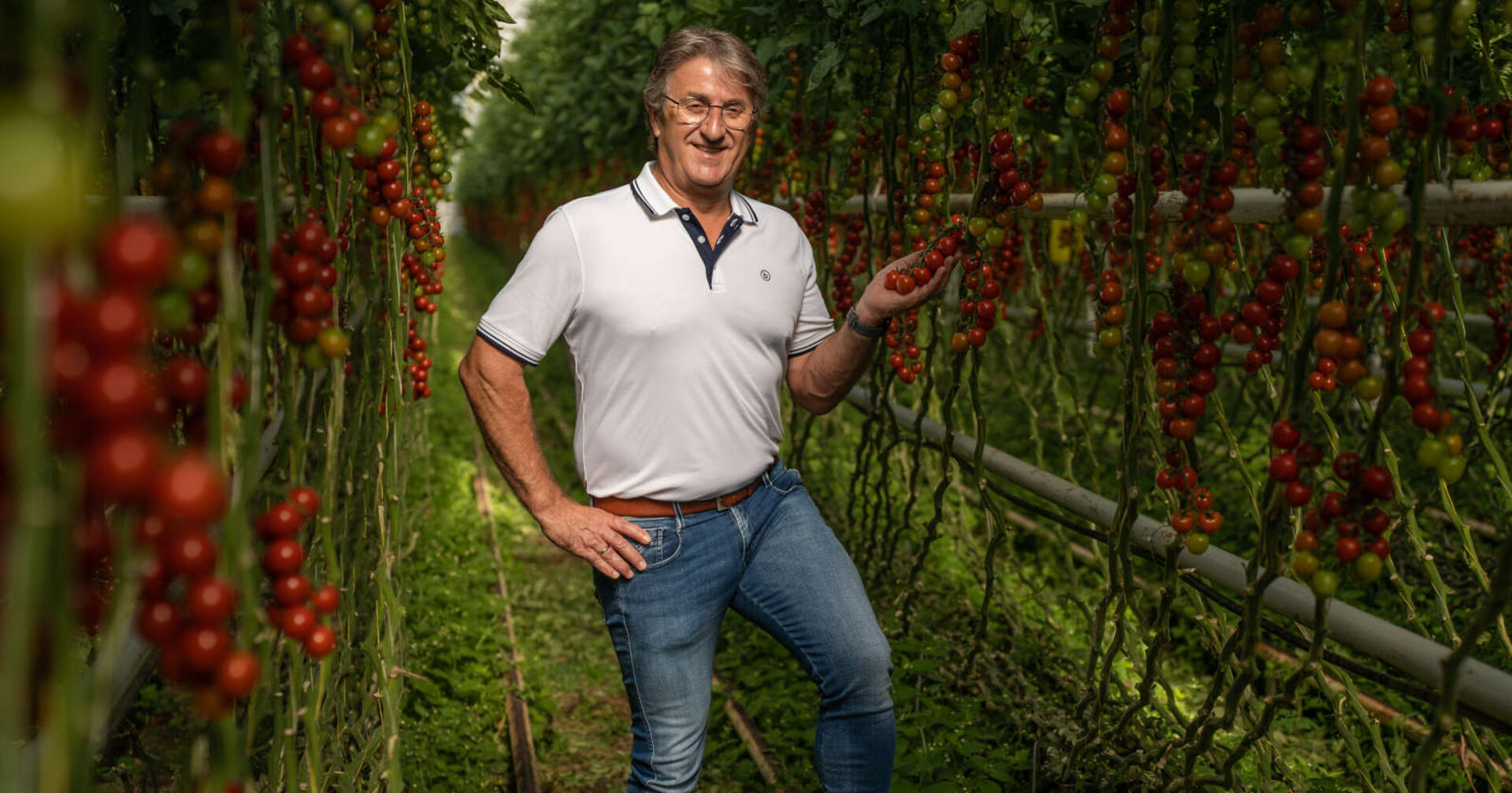 Manfred Hohensinner, Geschäftsführer von Frutura, mitten in einer Tomatenplantage