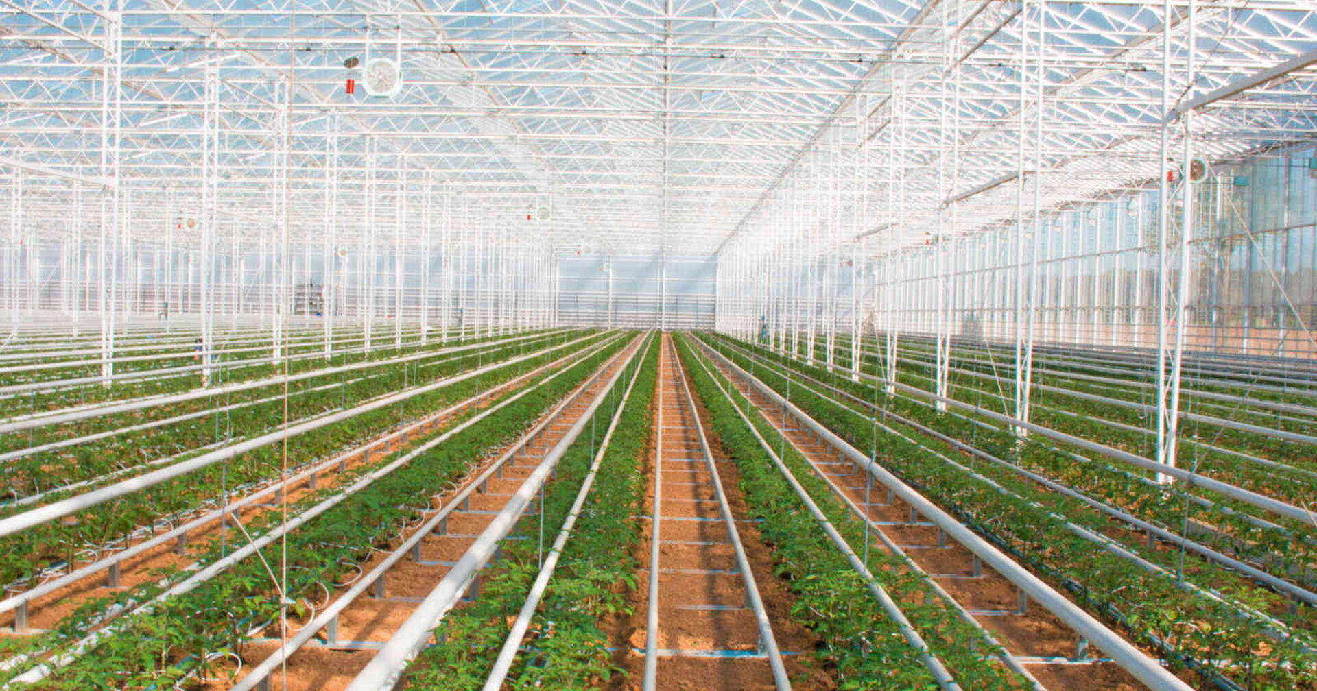 Ein großes Gewächshaus, in dem Jungpflanzen heranreifen.