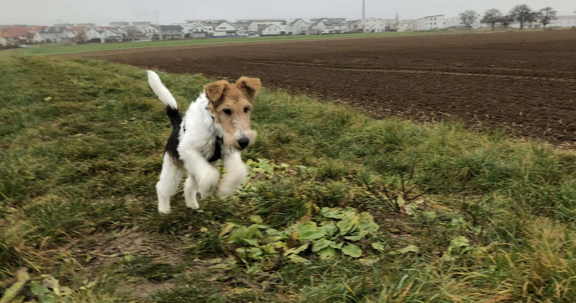 Ein Foxterrier auf einer Wiese.