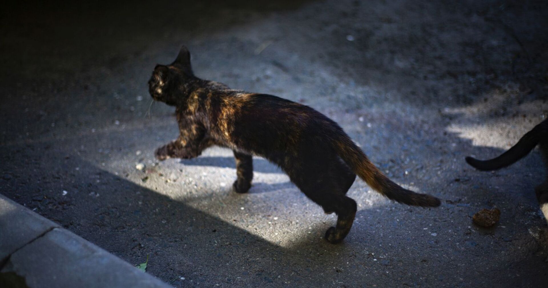 Eine Katze auf einem Fabriksgelände.