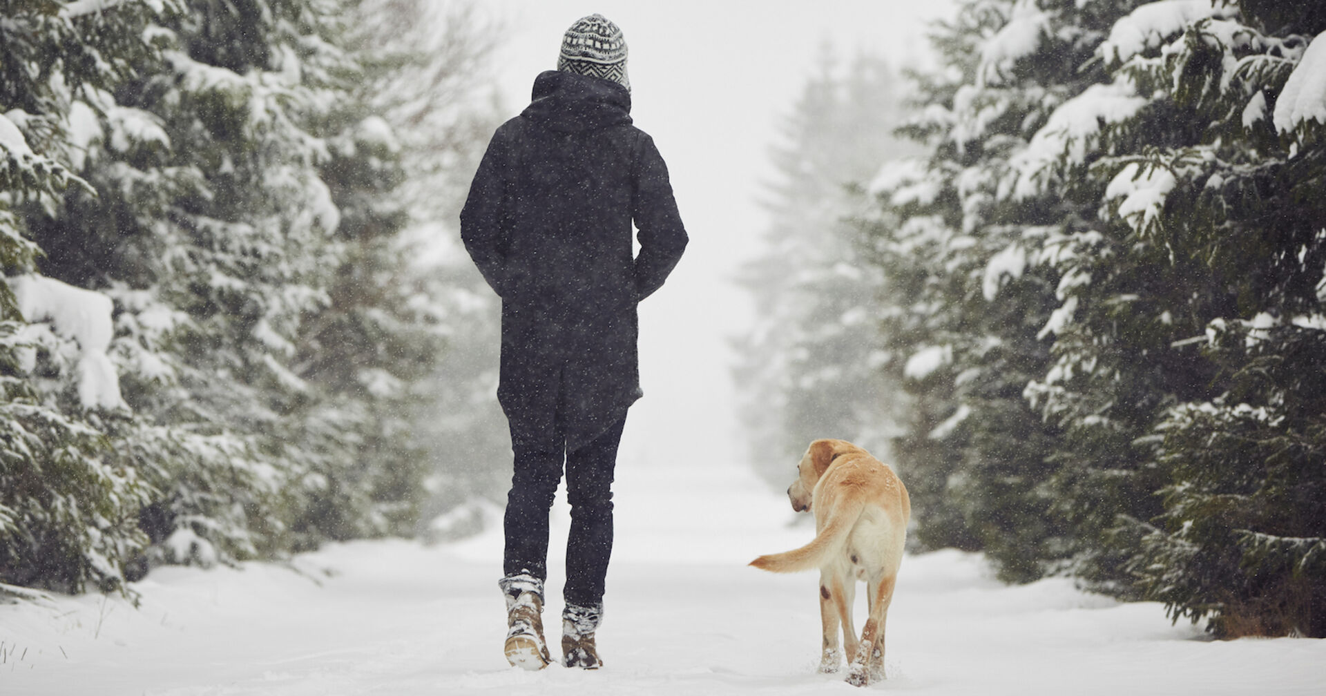 Ein Hund und sein Besitzer bei einem Waldspaziergang.