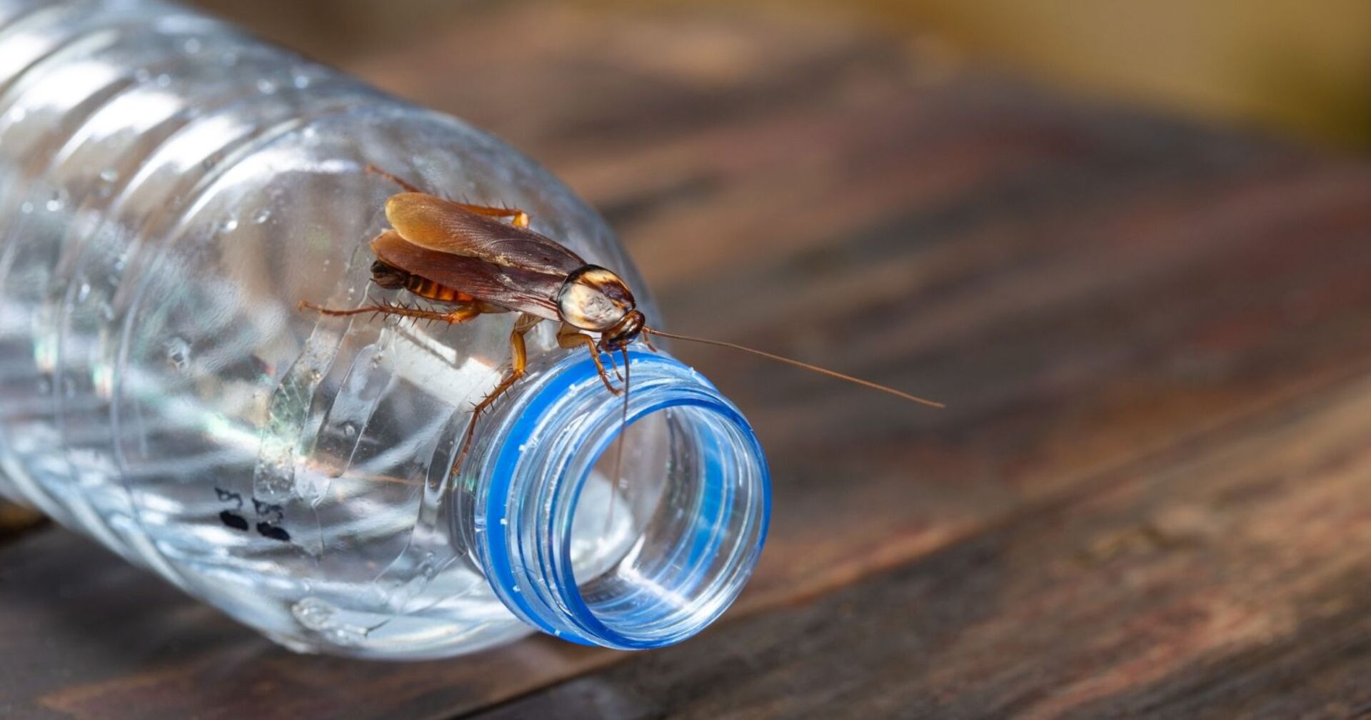 Ein Insekt auf einer leeren Plastikflasche