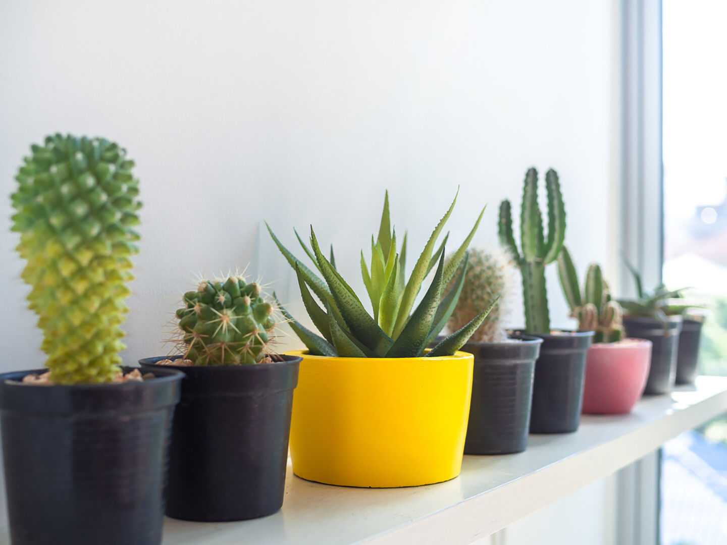 Kakteen stehen auf der Fensterbank | Credit: iStock.com/Techa Tungateja