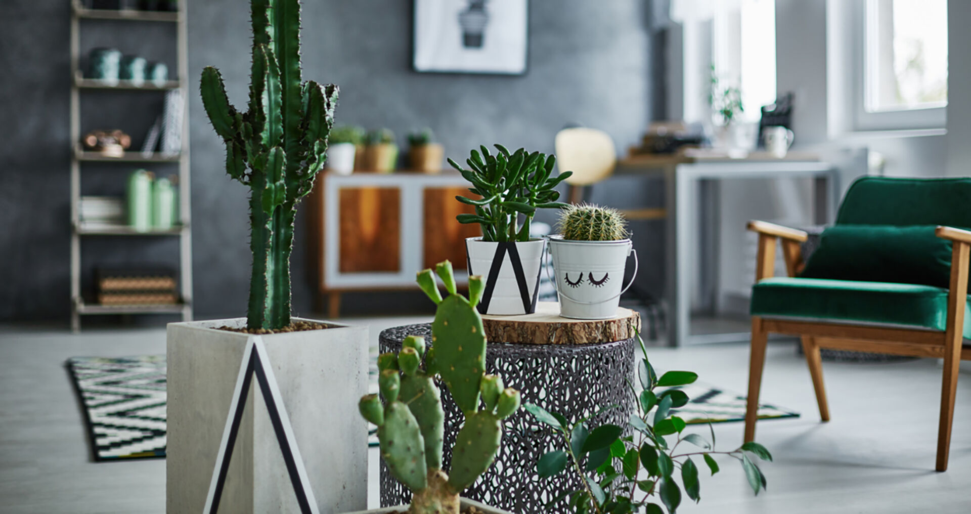 Kakteen stehen im Wohnzimmer | Credit: iStock.com/KatarzynaBialasiewicz
