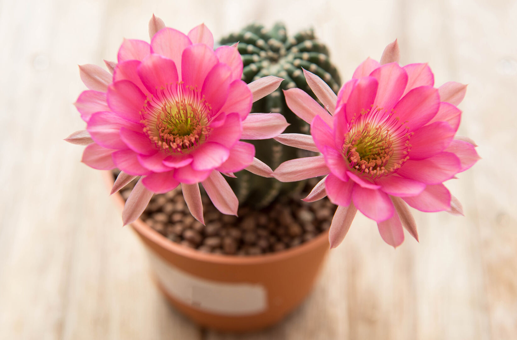 Kaktus mit rosa Blüte | Credit: iStock.com/Tuanjai