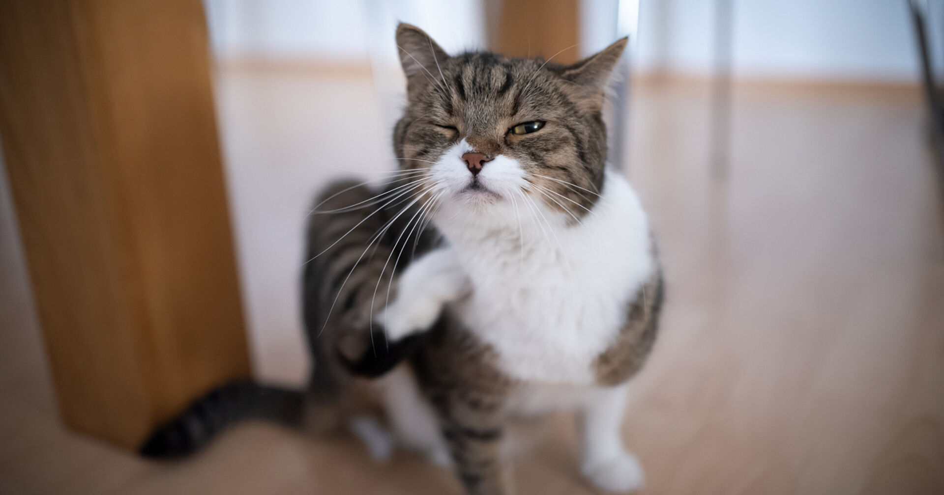 Katzen kratzt sich | Credit: iStock.com/Nils Jacobi