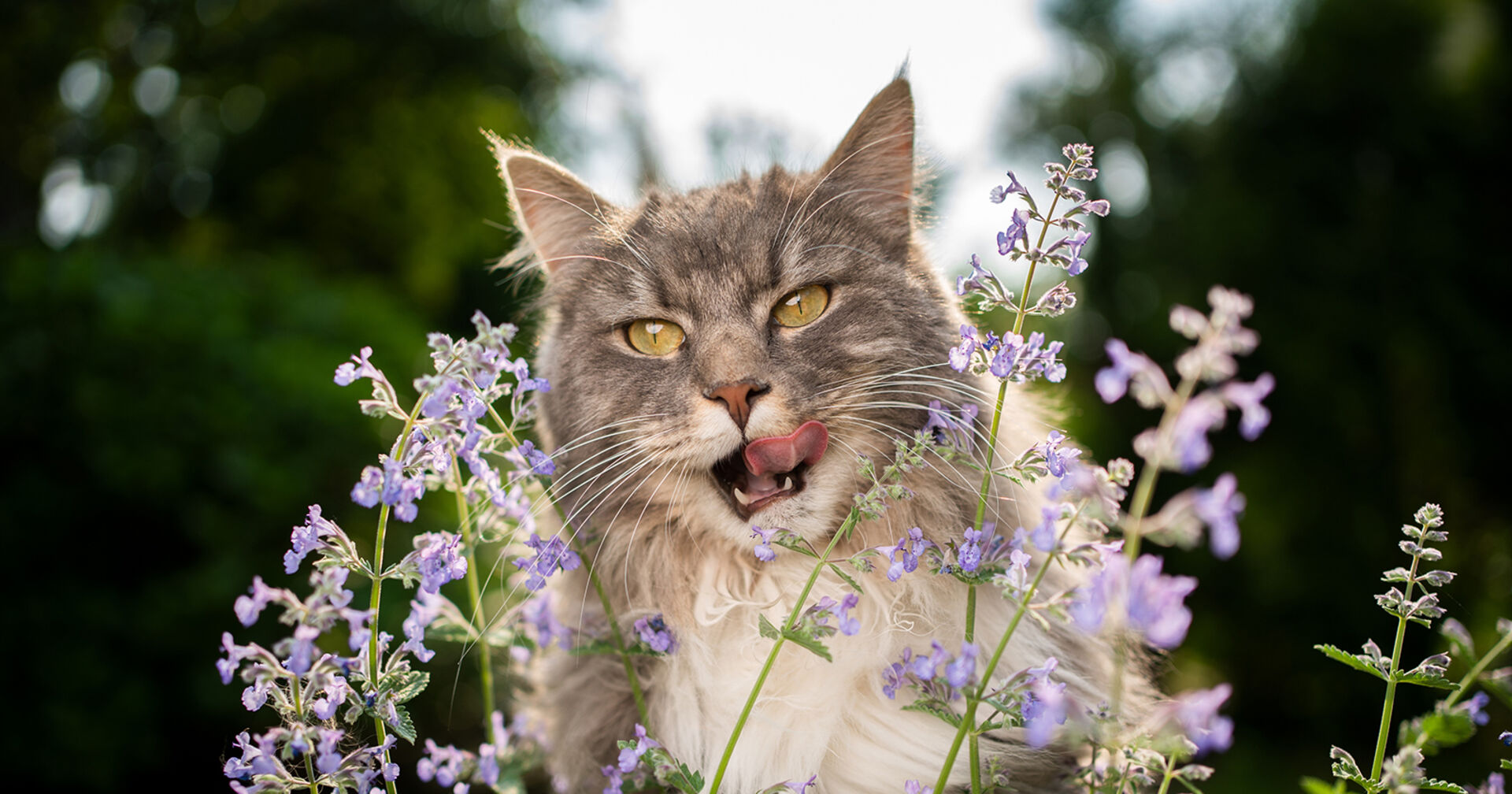 Katzen schnuppert an Katzenminze | Credit: iStock.com/Nils Jacobi