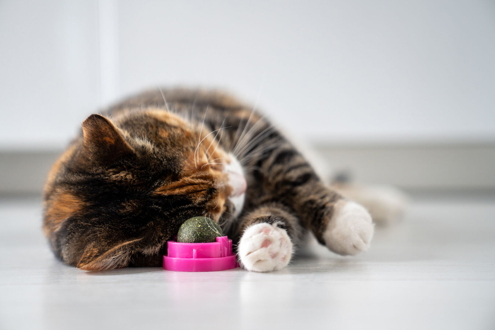 Katzen spielt mit Katzenminze-Ball | Credit: iStock.com/Dima Berlin