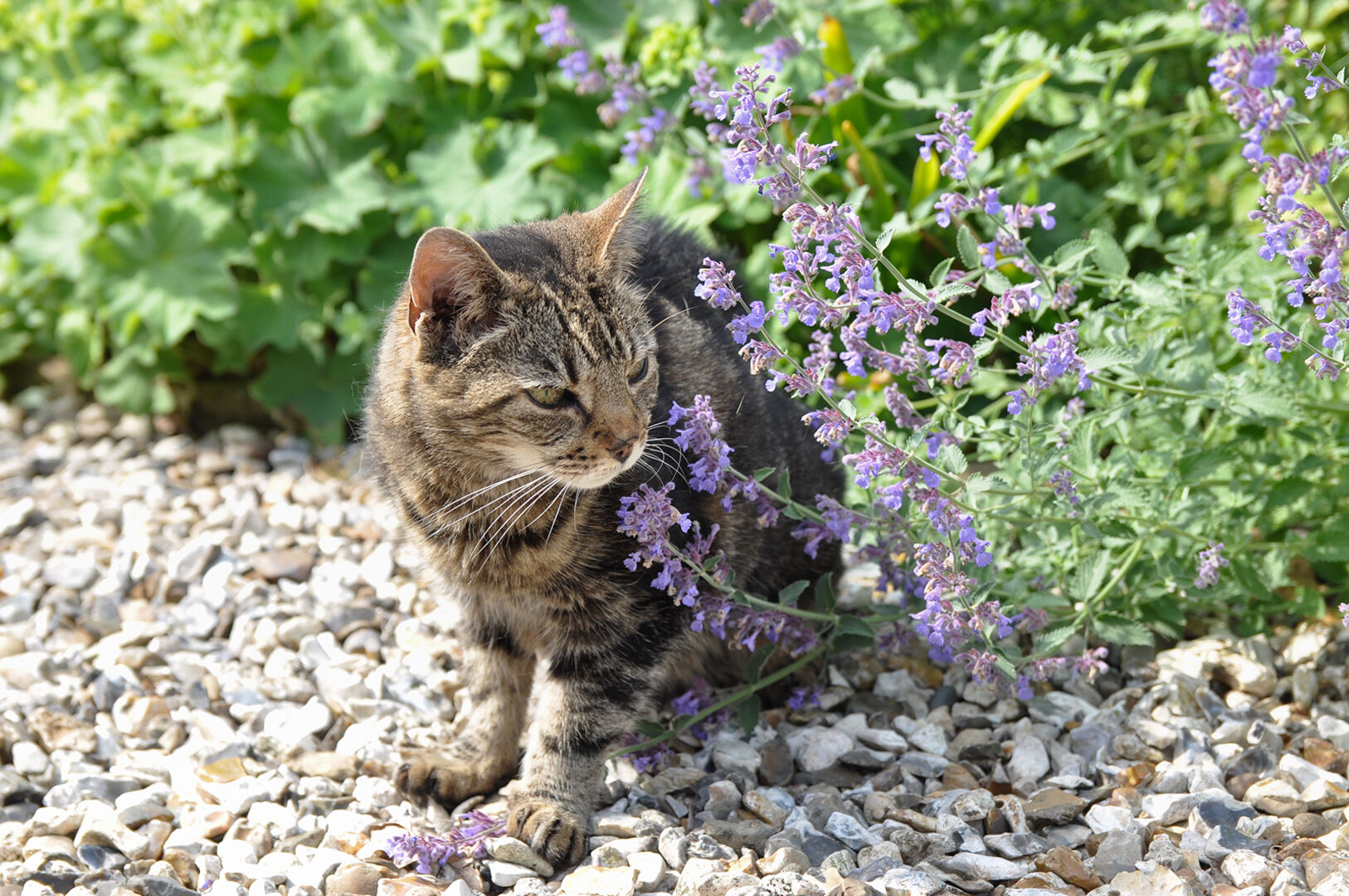 Katze sitzt neben der Katzenminze im Garten | Credit: iStock.com/peplow