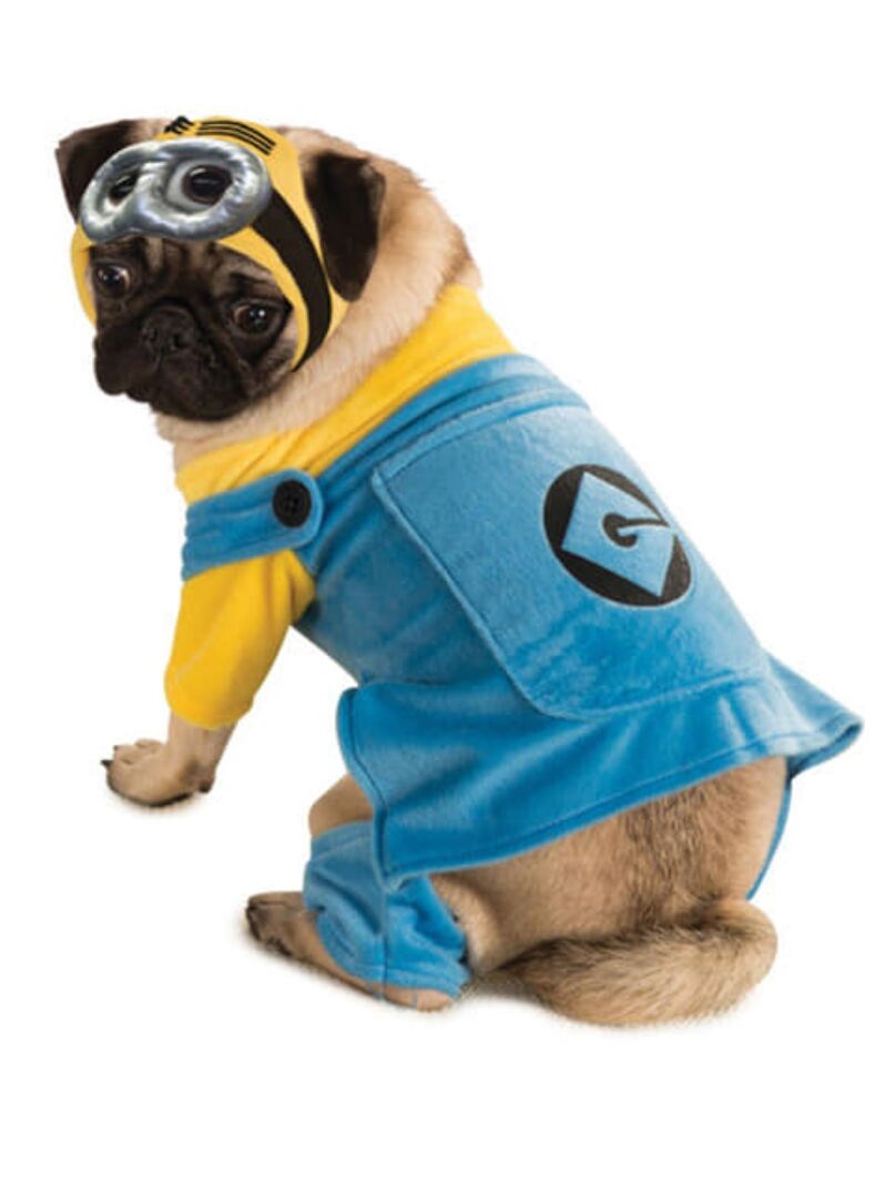 Mops als Minion verkleidet.