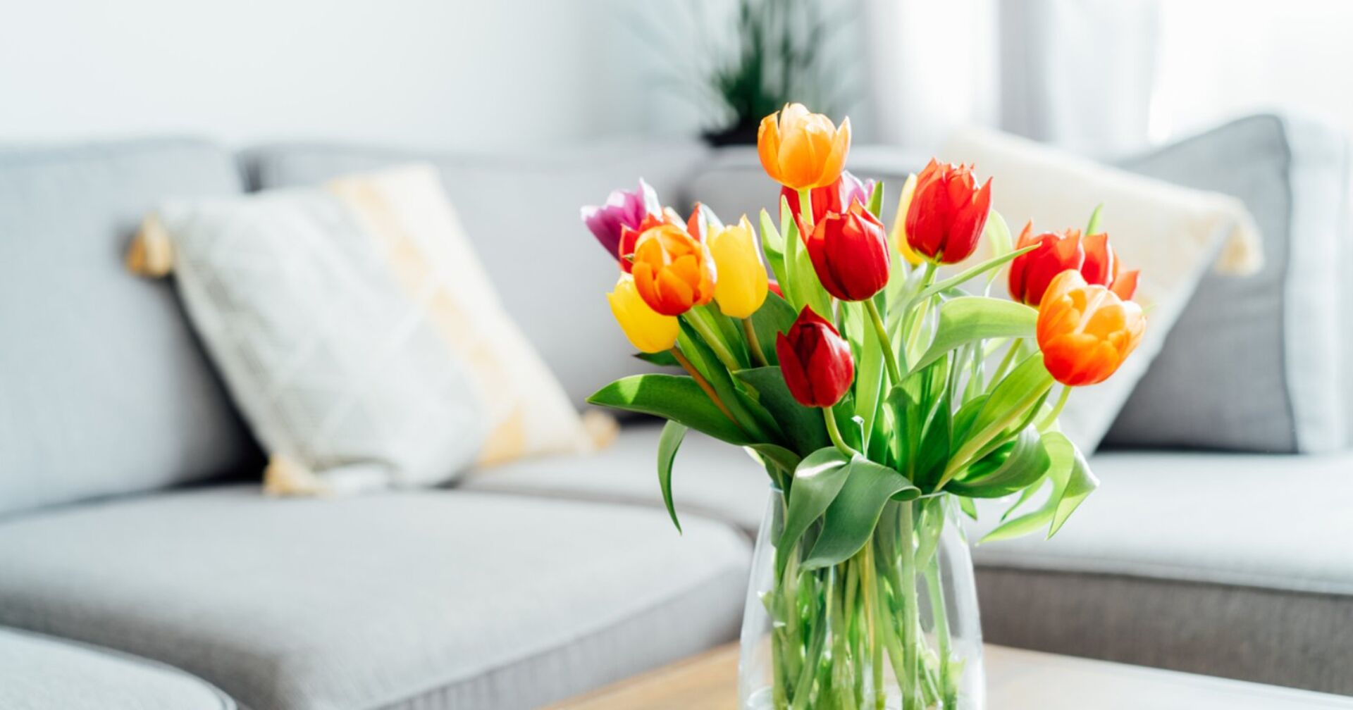 Tulpen im Wohnzimmer | Credit: iStock.com/OKrasyuk