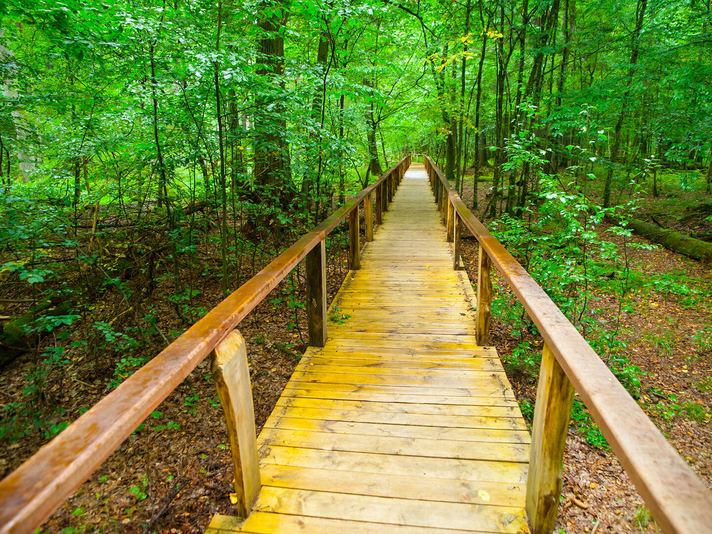 Białowieża-Urwald | Credit: iStock.com/PytyCzech